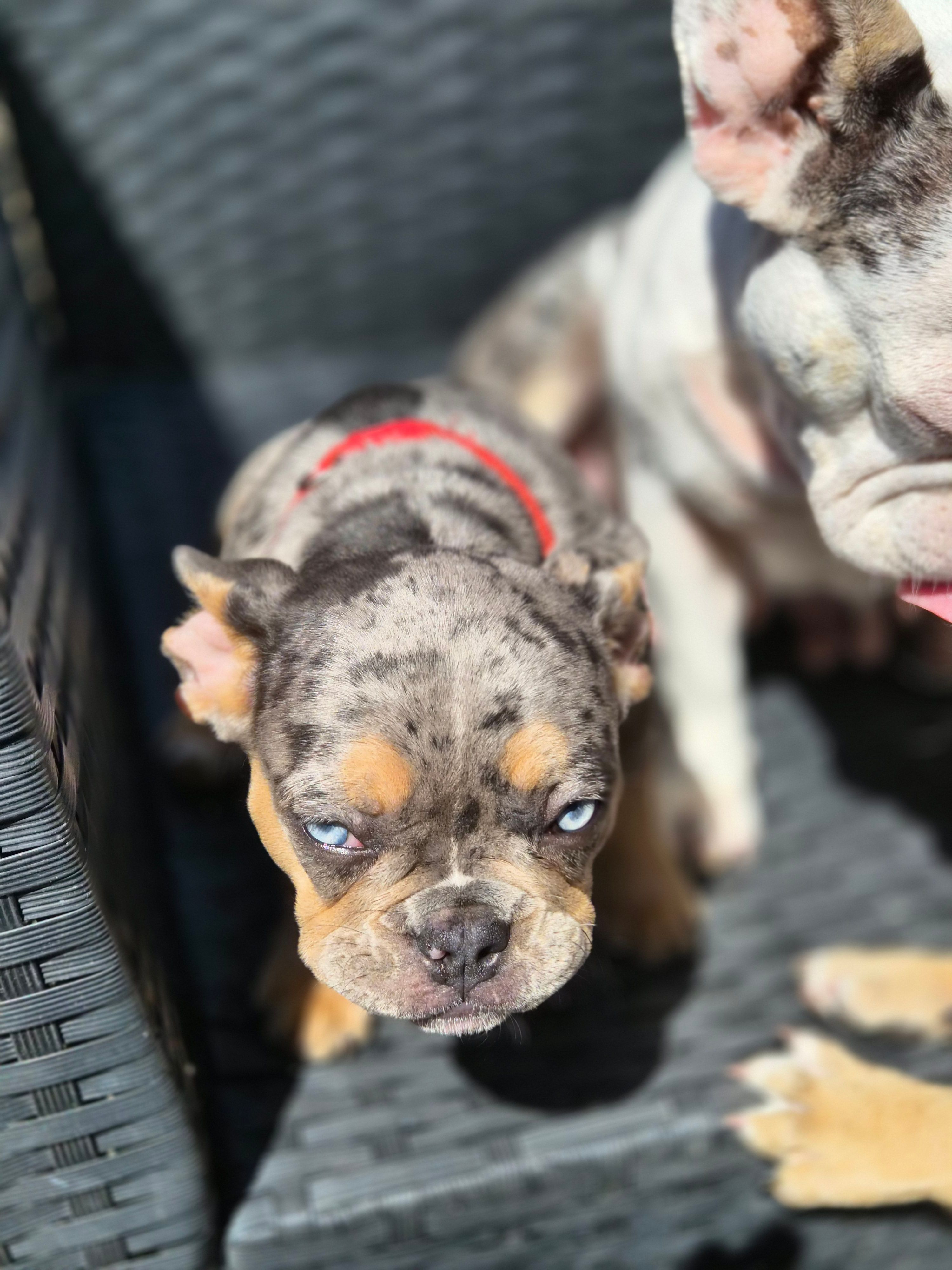 RED ( fluffy carrier) 😍 ♥️ 🔥🔥💯 – French Bulldog puppy for sale in Modesto, CA