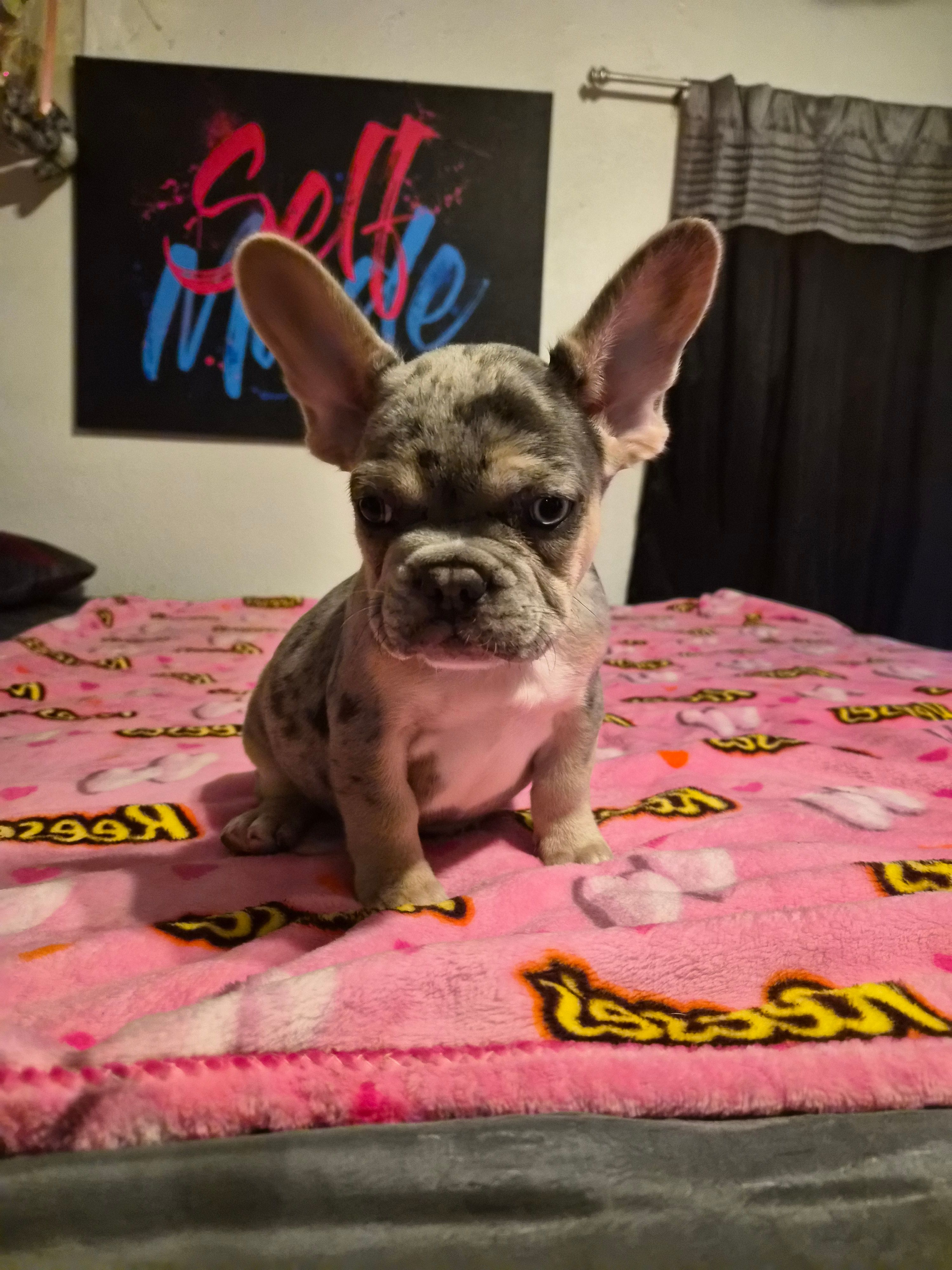 Green – French Bulldog puppy for sale in Modesto, CA