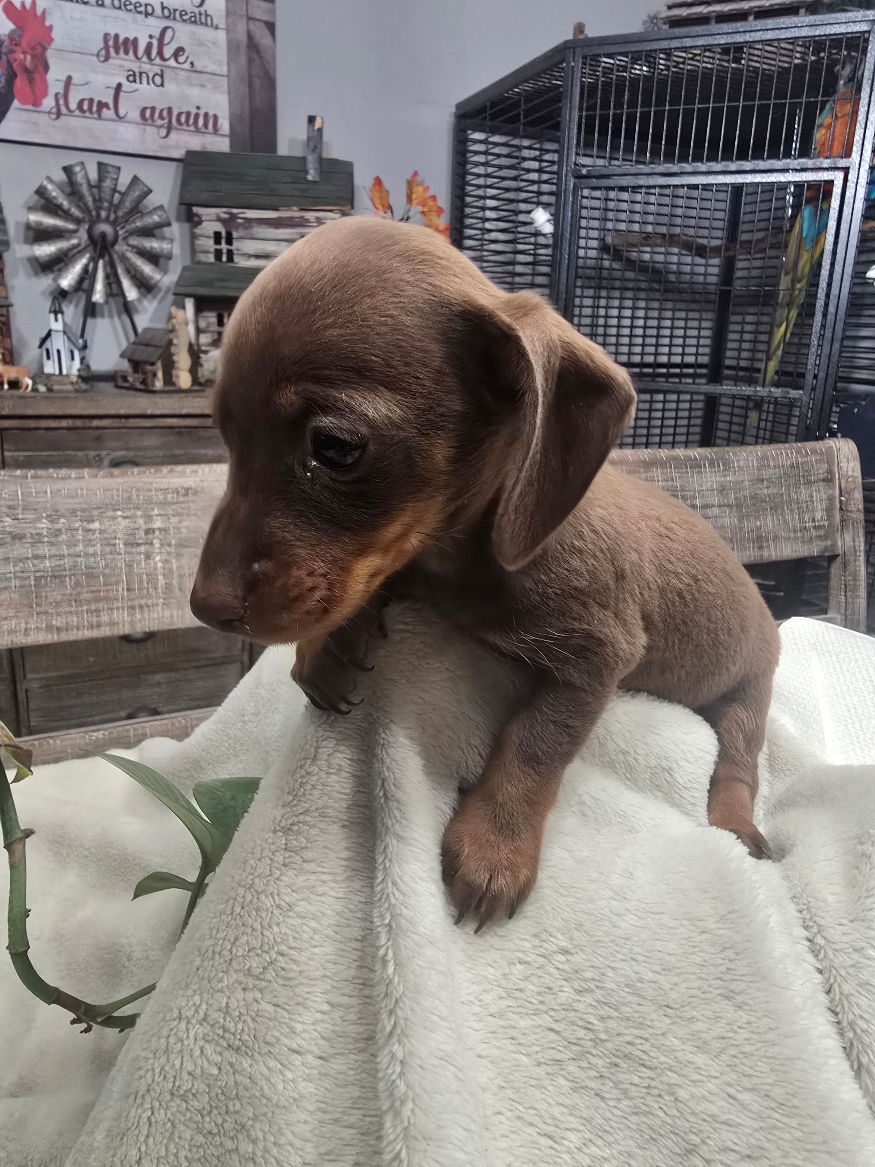 Dachshund female 1 – Miniature Dachshund puppy for sale in Brookville, IN