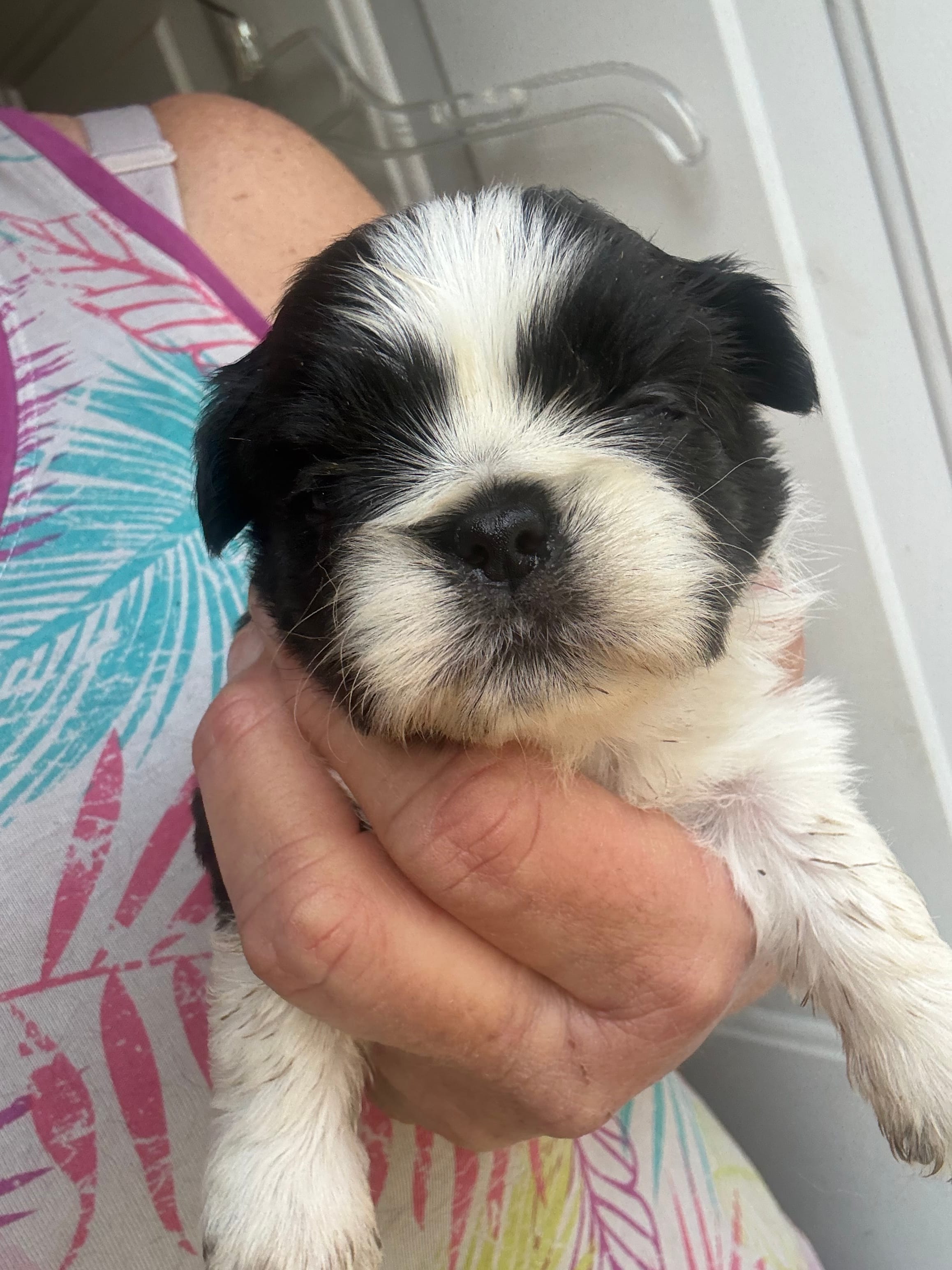 Fefe – Shih Tzu puppy for sale in Mc Leansville, NC