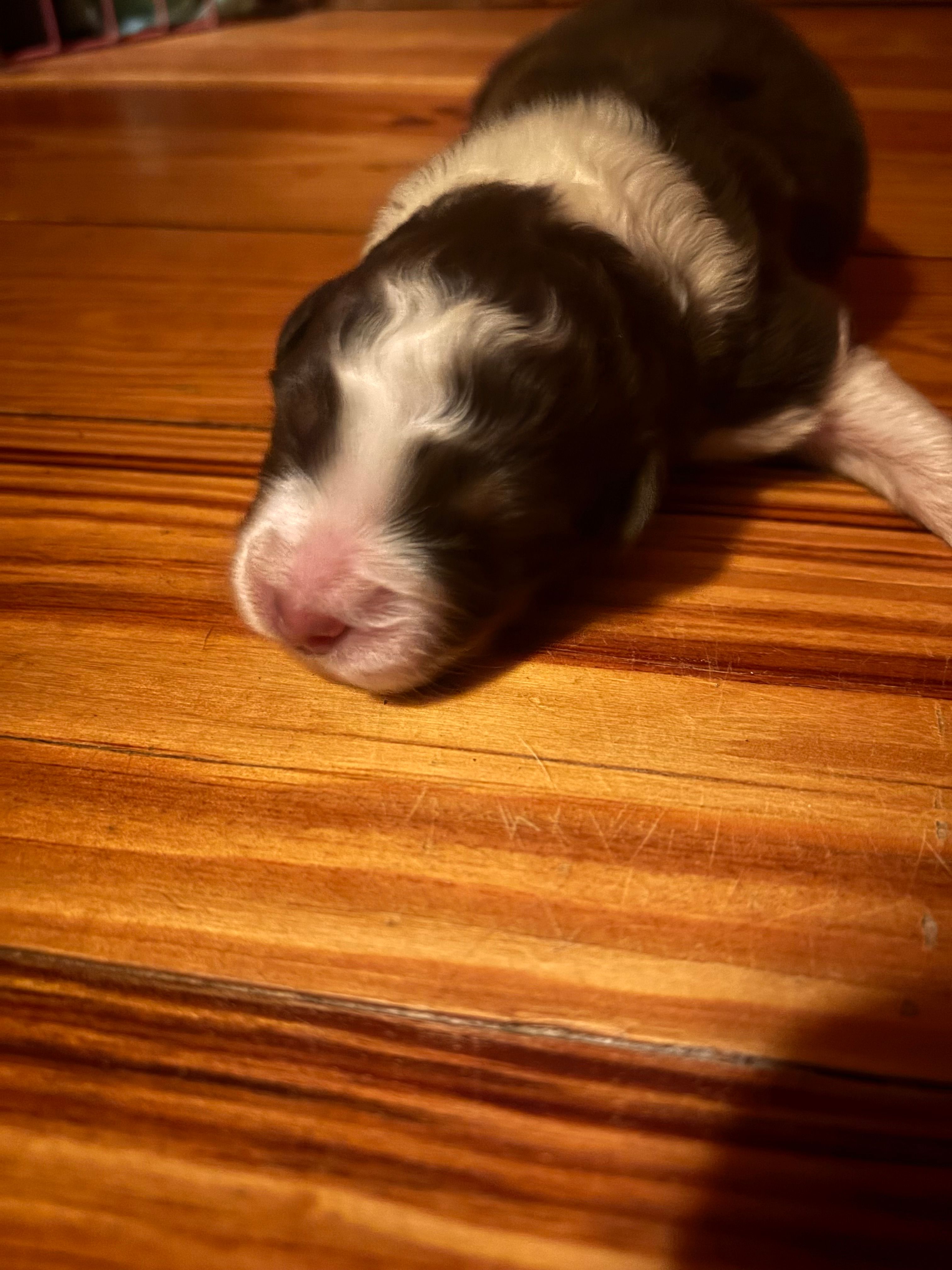 Red Tri Boy  – Australian Shepherd puppy for sale in Conyers, GA