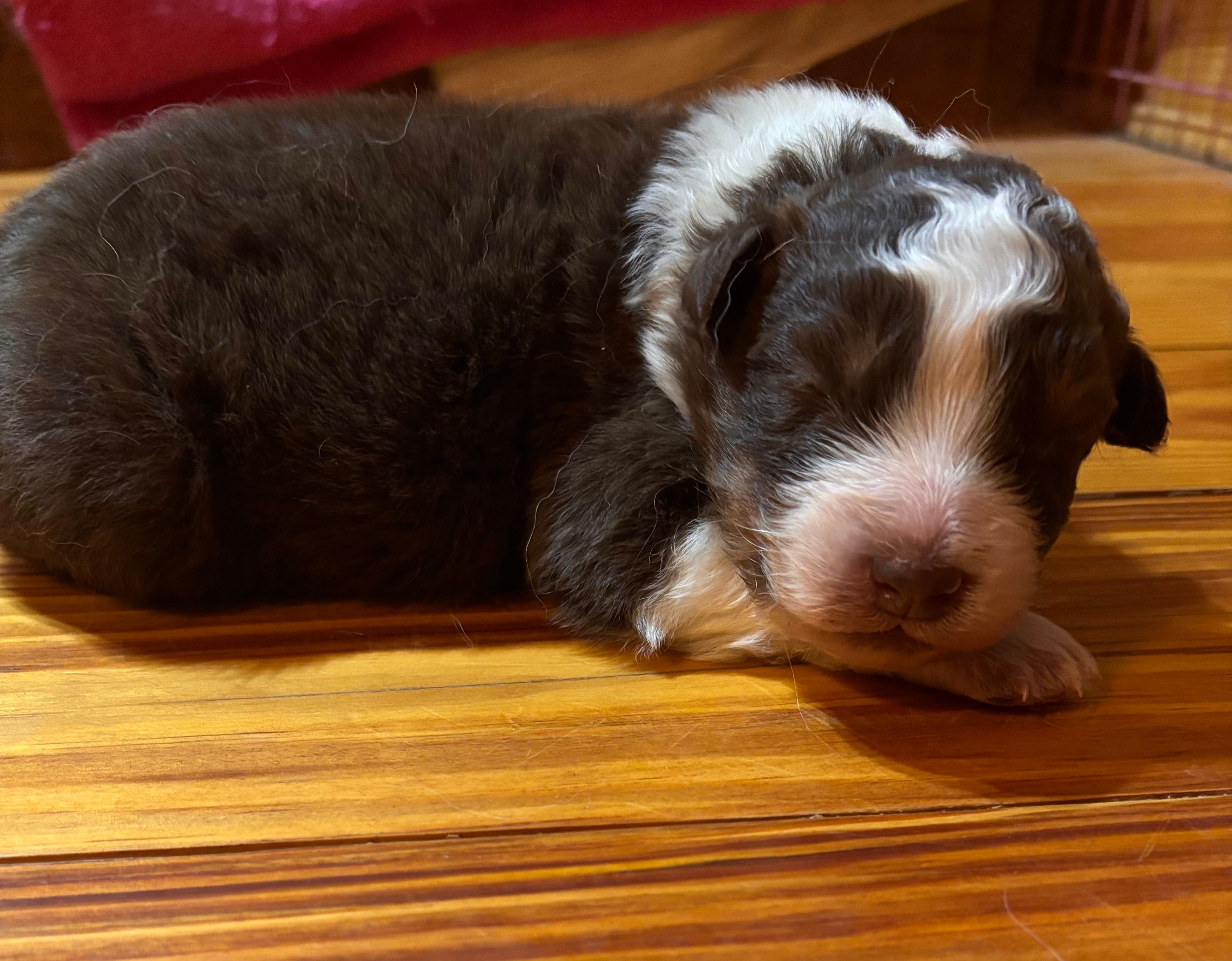 Red Tri Boy – Australian Shepherd puppy for sale in Conyers, GA