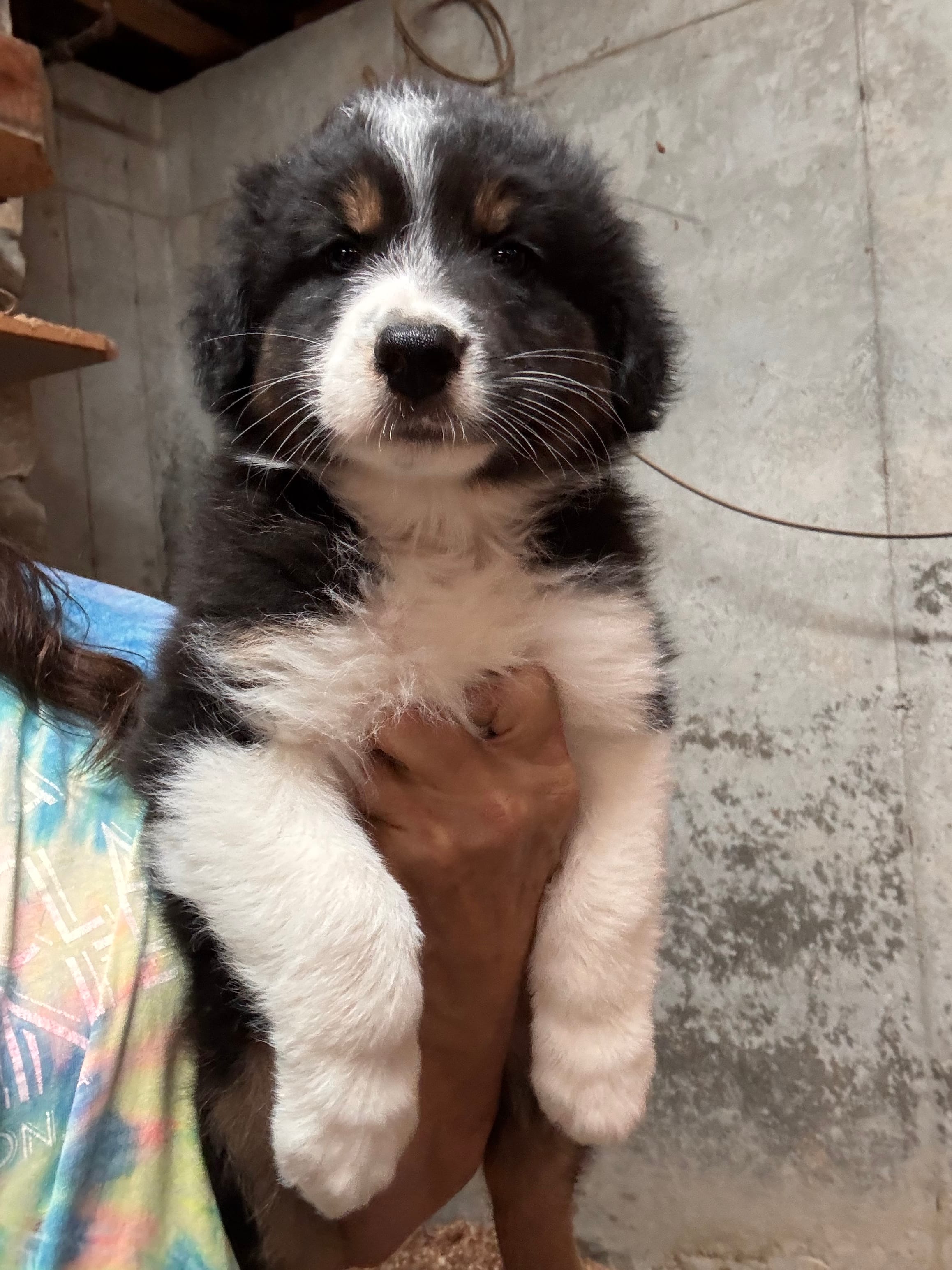 Daisy – Australian Shepherd puppy for sale in Conyers, GA