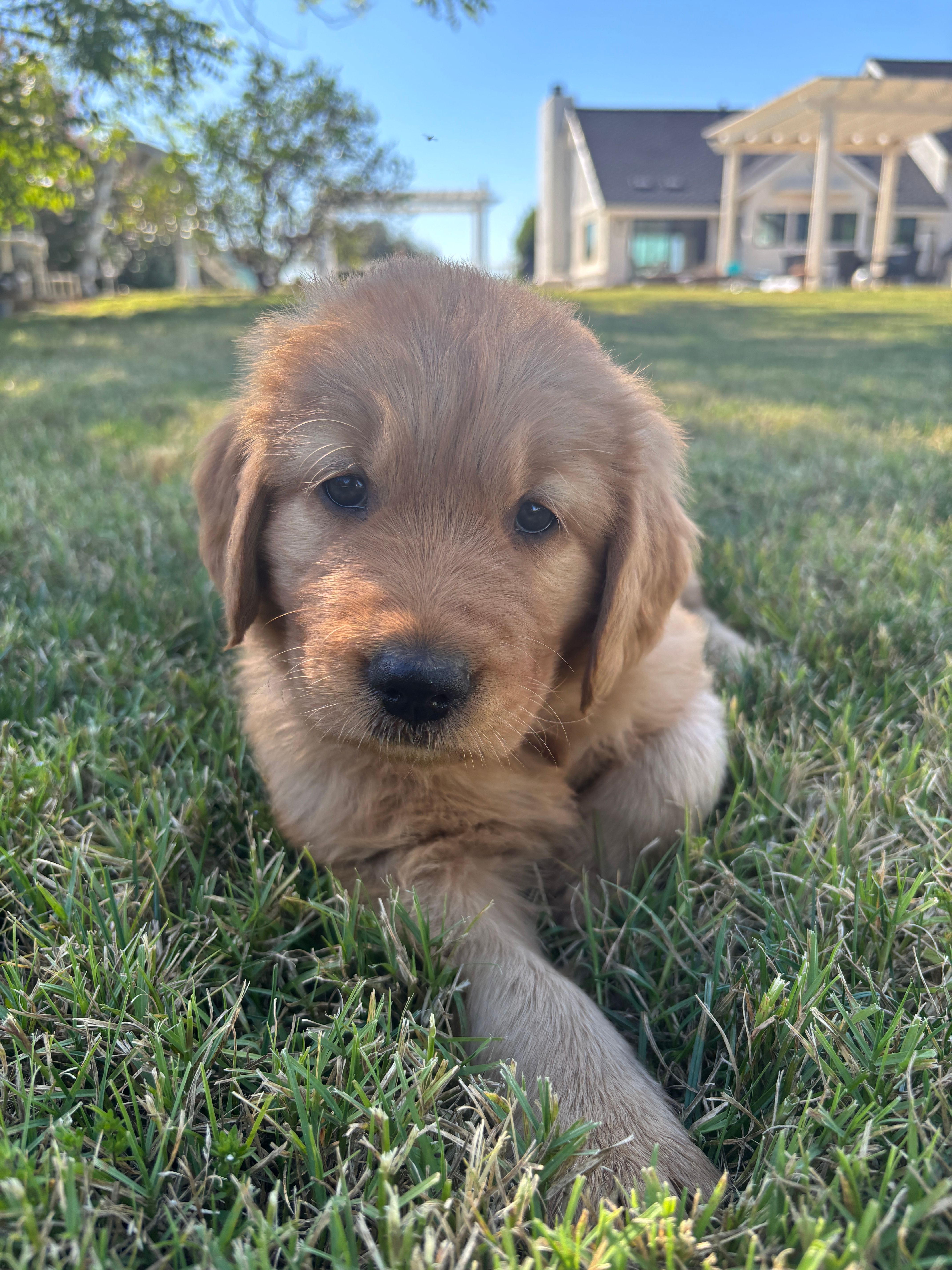 Blue – Golden Retriever puppy for sale in Fresno, CA