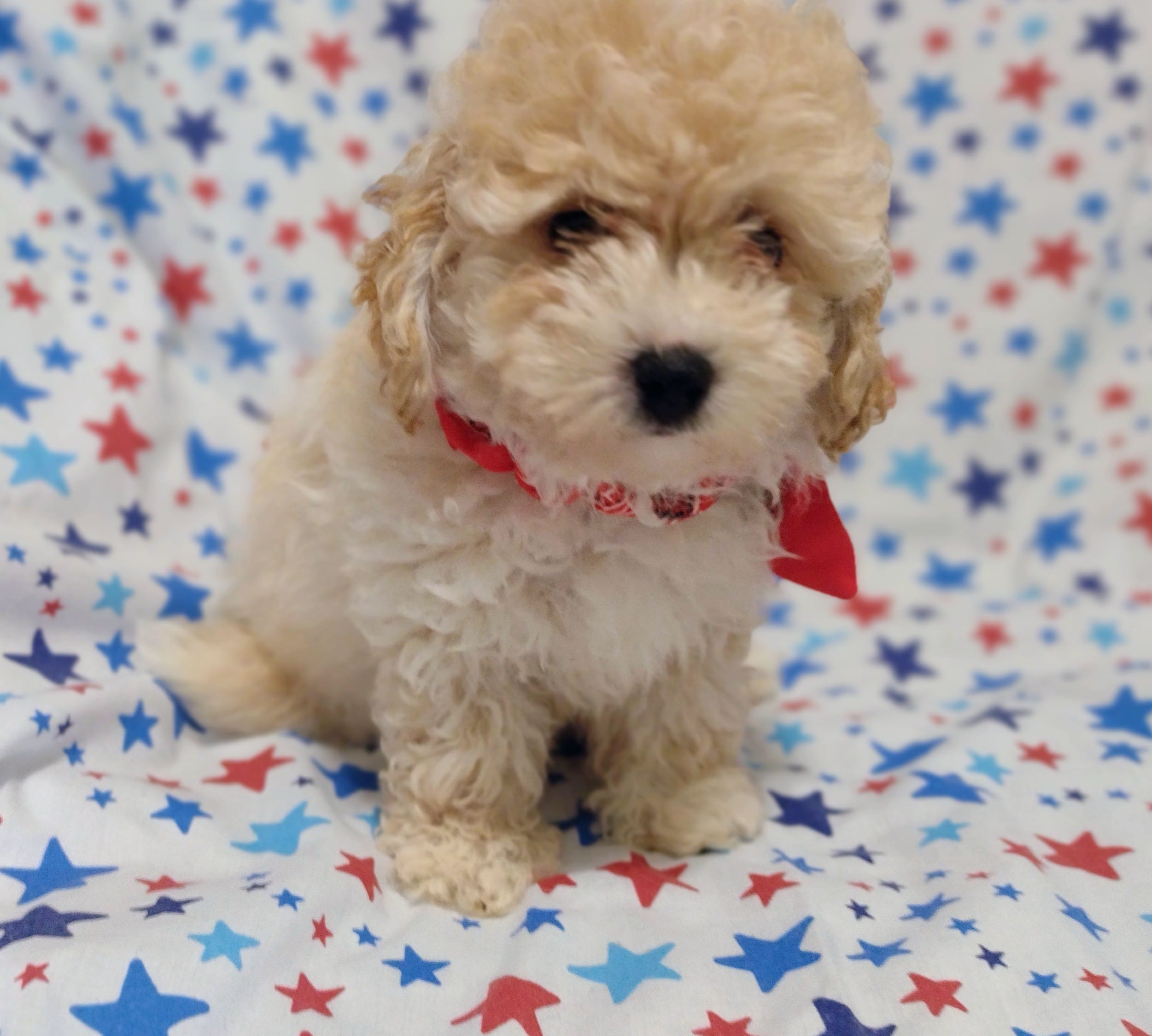 Lime green  Landon – Maltipoo, Poodle - Toy  puppy for sale in Lebanon, MO