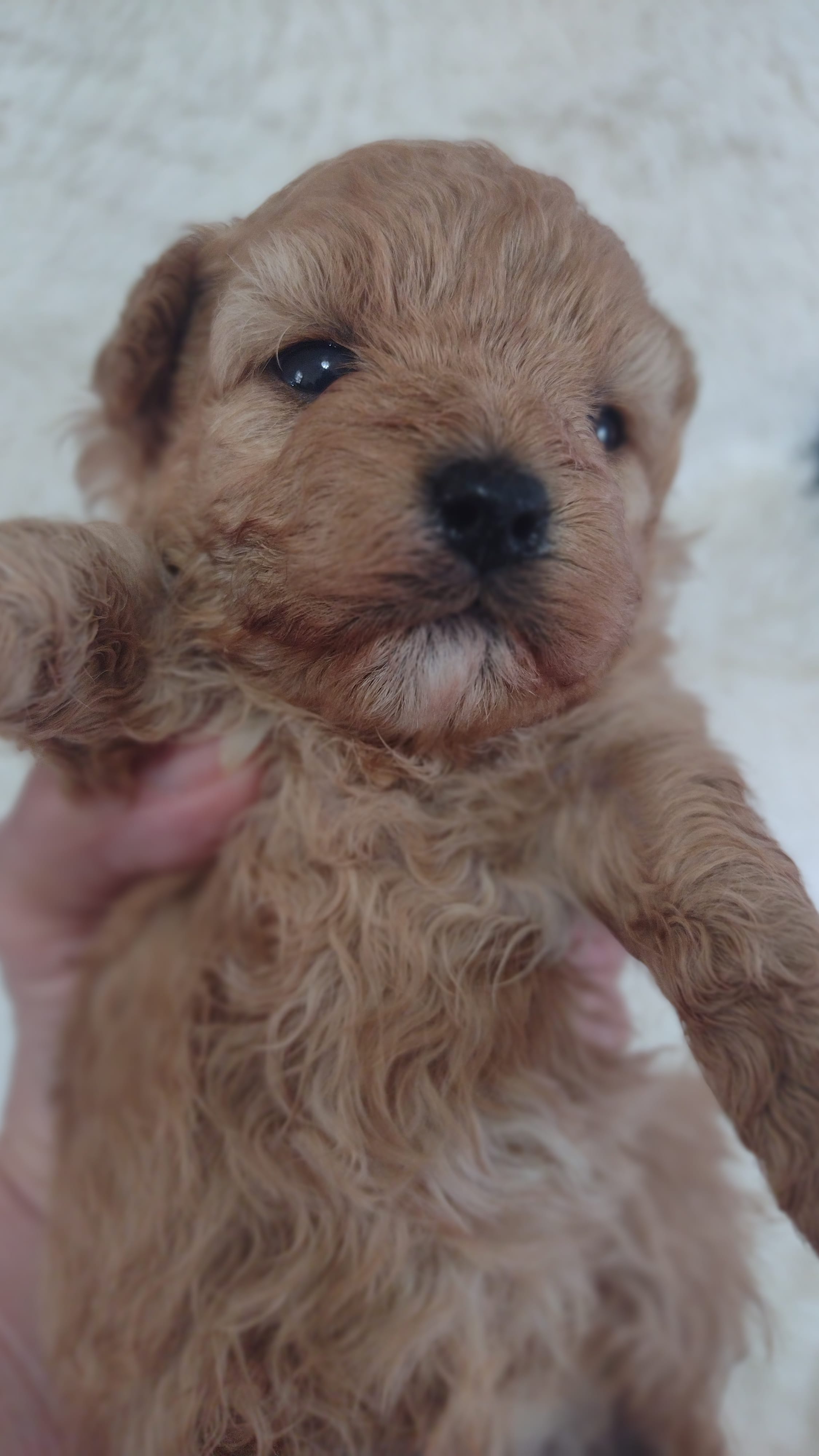 Pink – Maltipoo puppy for sale in Lebanon, MO