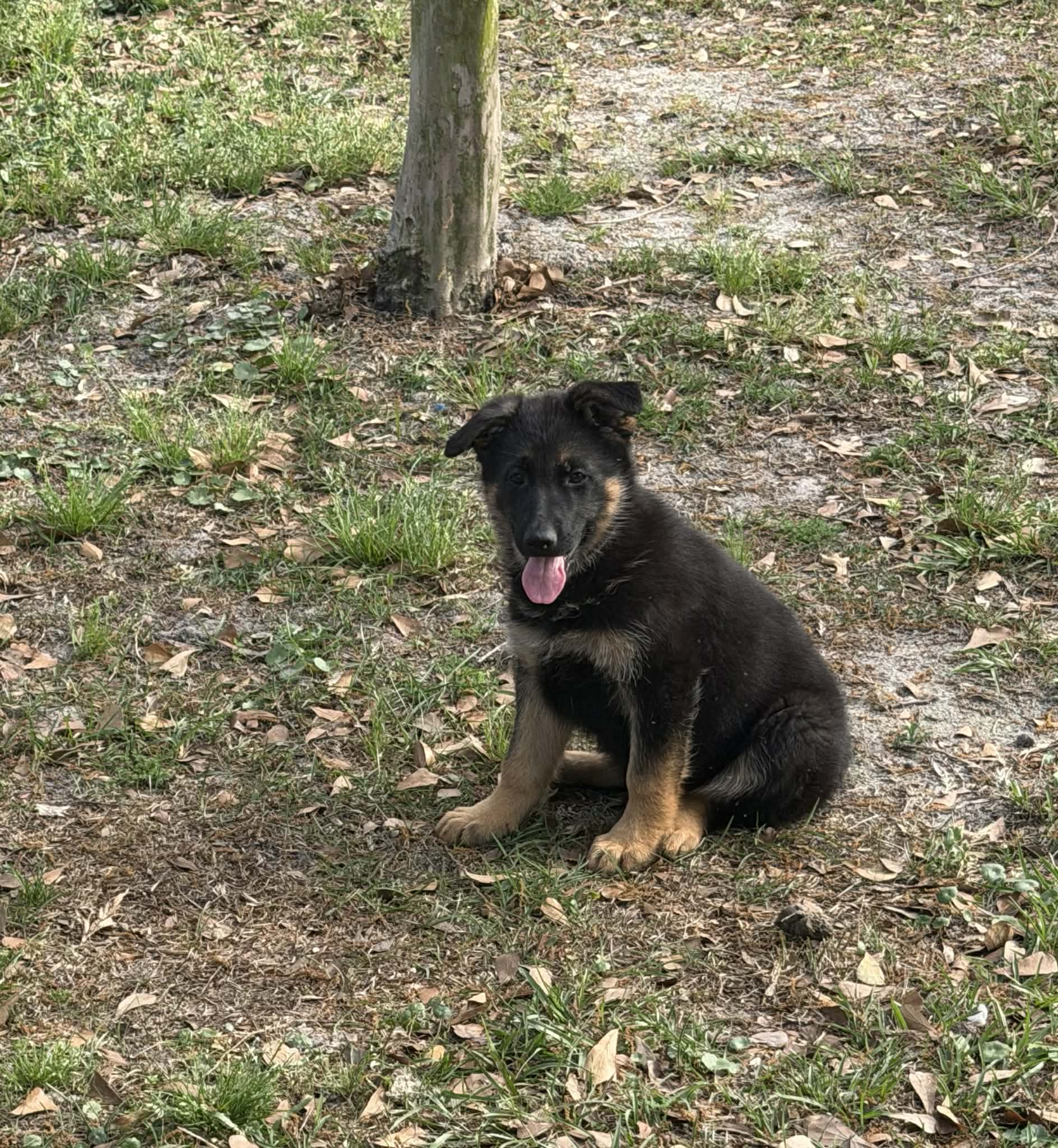 Belle – German Shepherd Dog puppy for sale in Waycross, GA