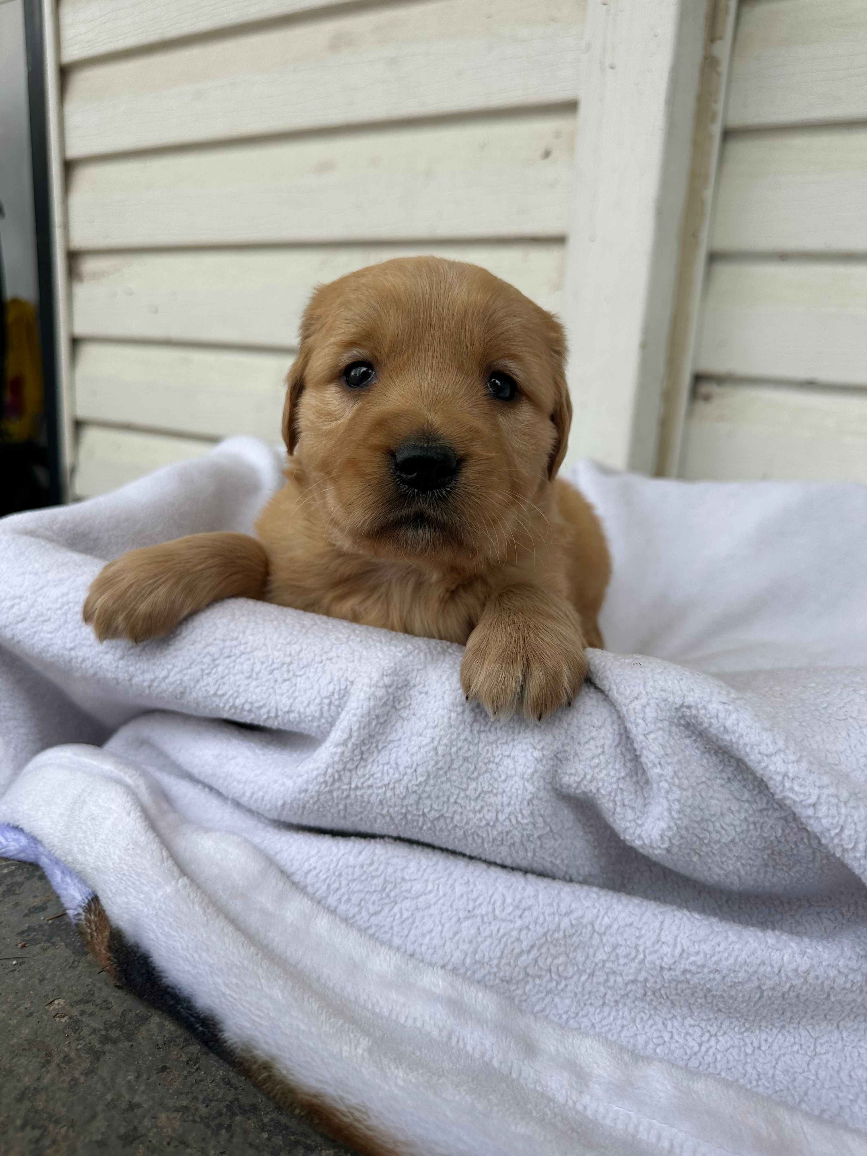 Skye  – Golden Retriever puppy for sale in Marshfield, WI