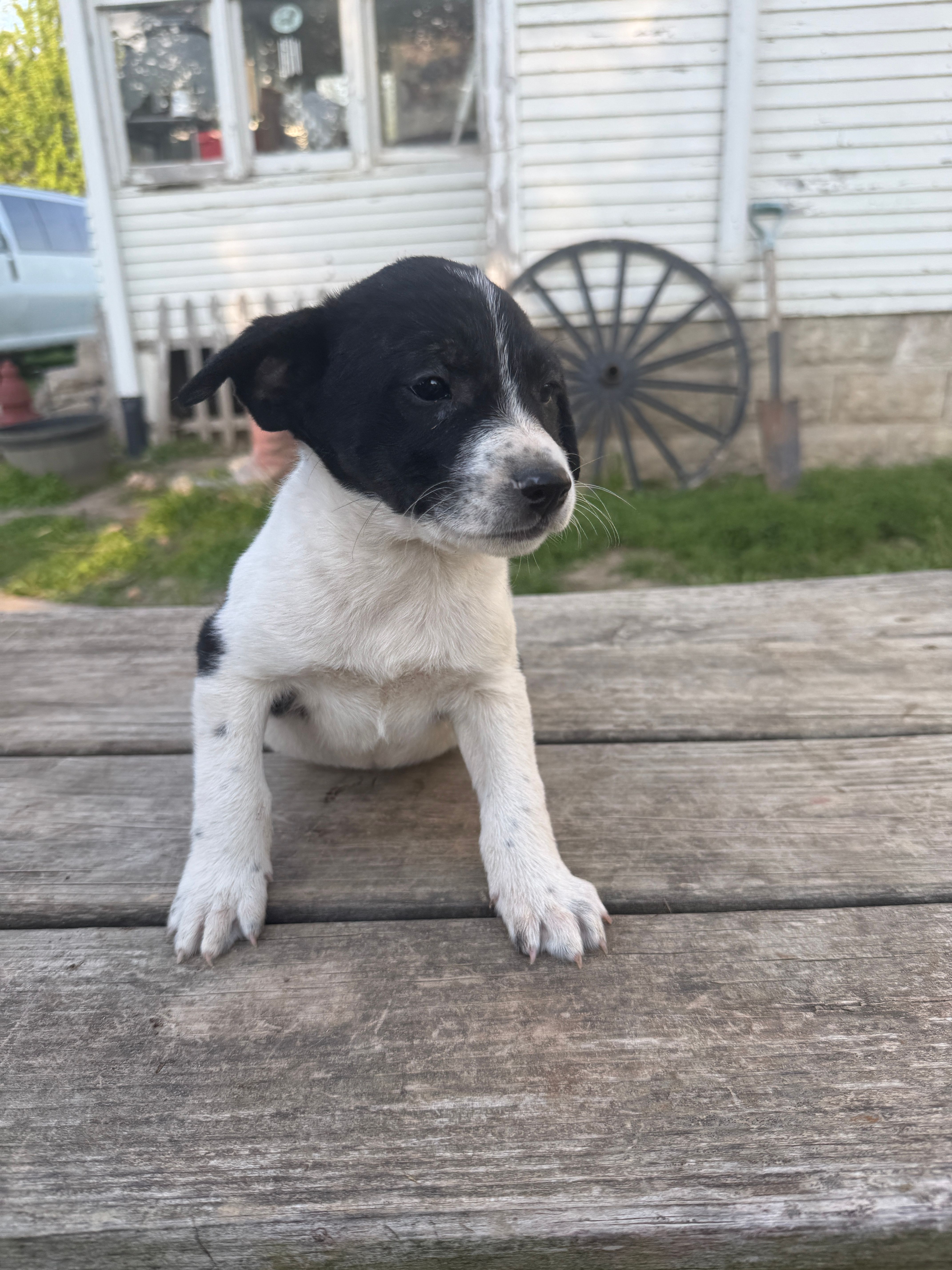 Fallon  – Australian Shepherd, Border Collie puppy for sale in Mount Pleasant, IA