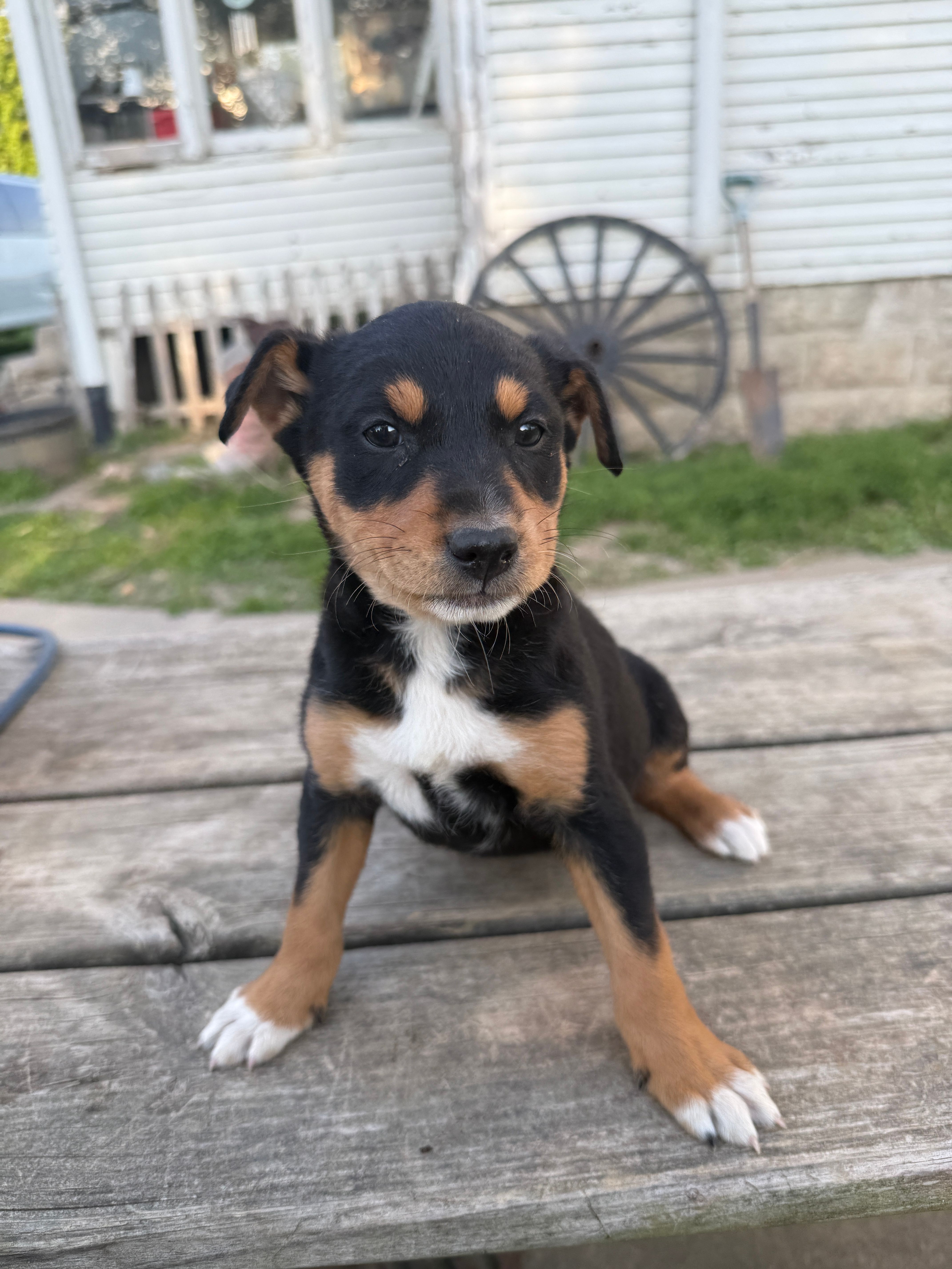 Dolly – Australian Shepherd, Border Collie puppy for sale in Mount Pleasant, IA