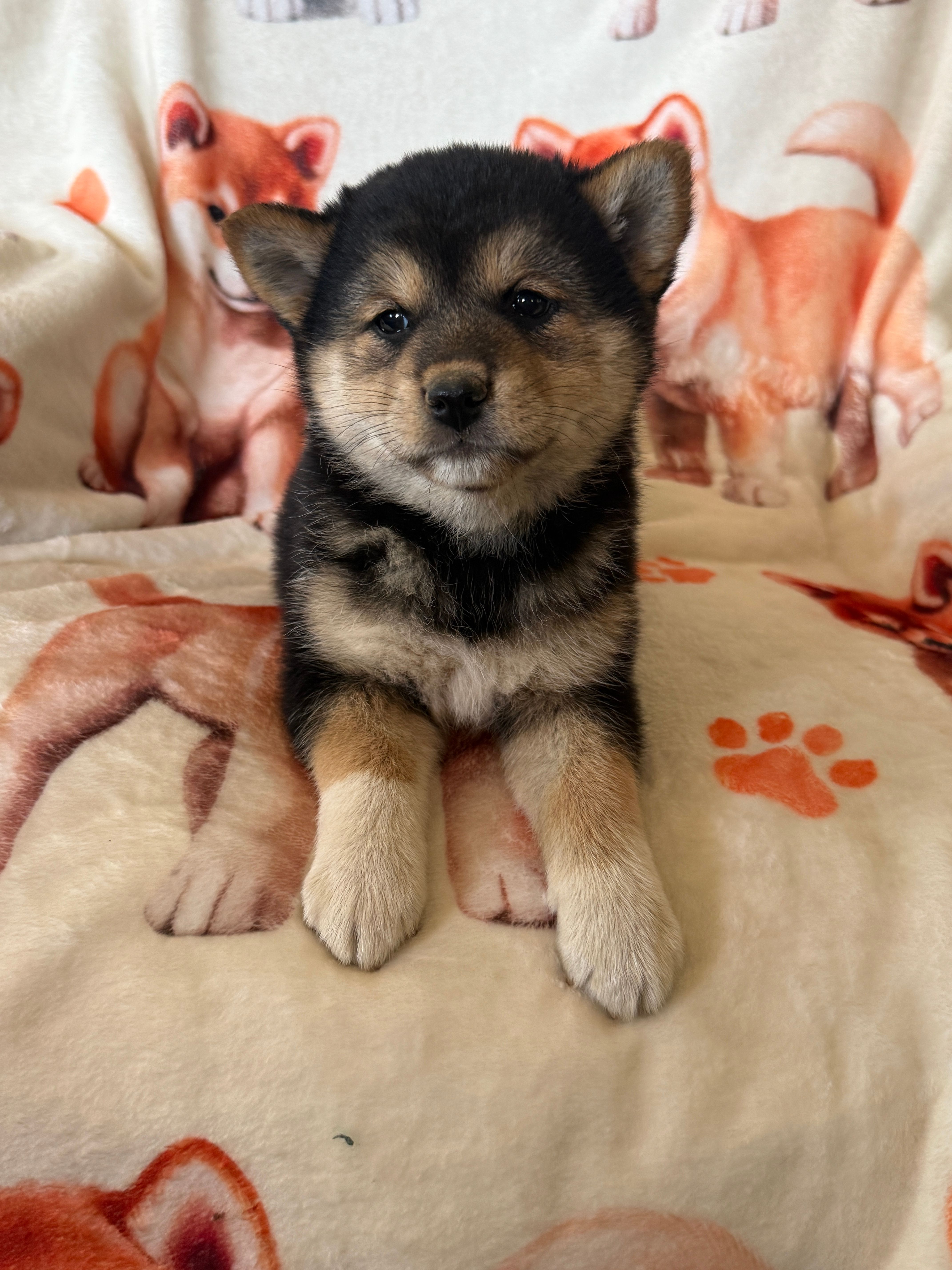 Cherry Blossom  – Shiba Inu puppy for sale in Mount Pleasant, IA