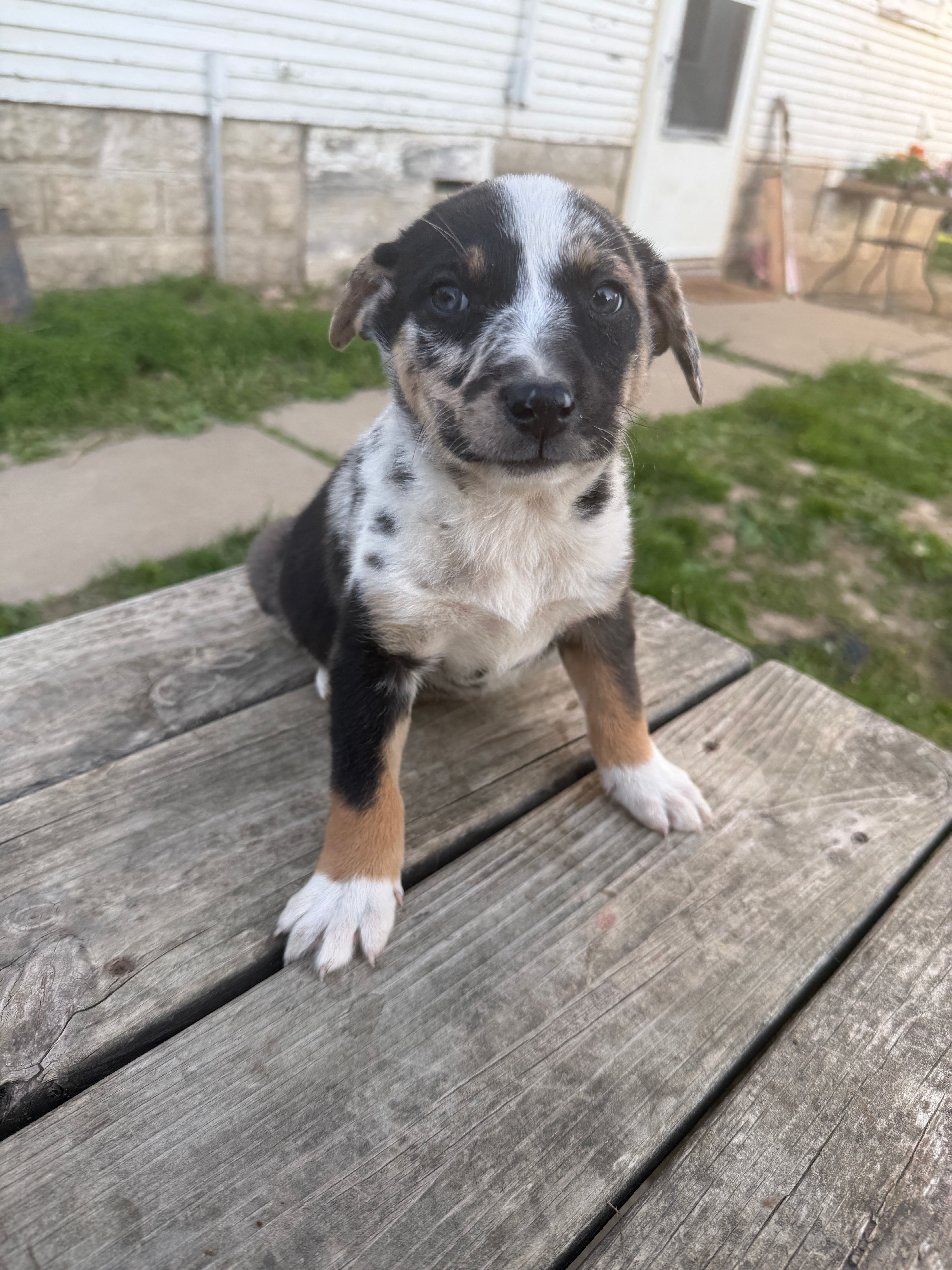 Chance – Border Collie puppy for sale in Mount Pleasant, IA