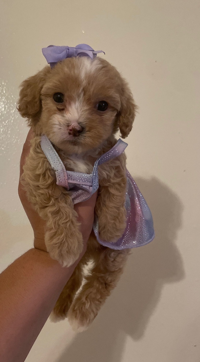 Lila – Maltipoo puppy for sale in Burbank, CA