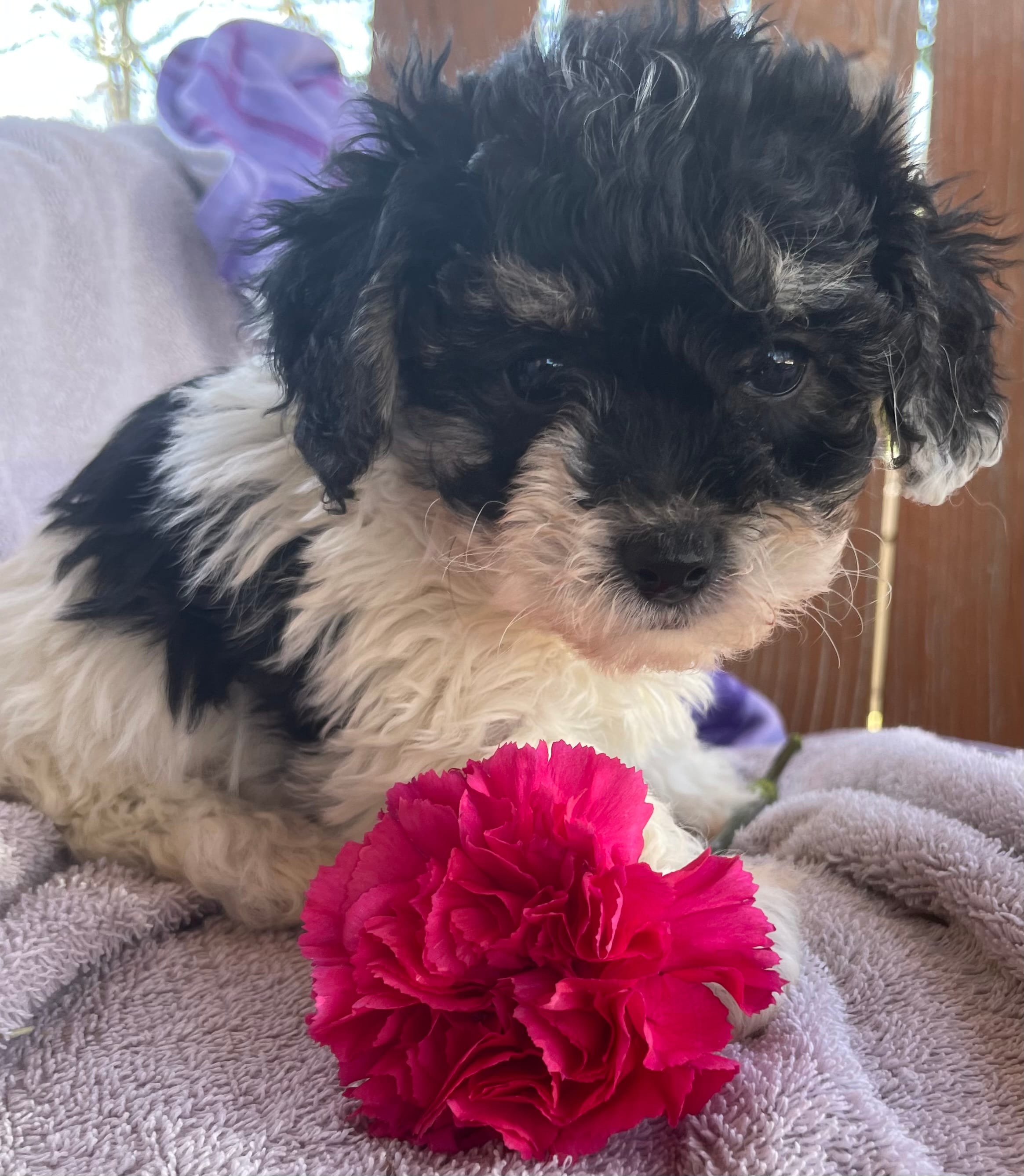 Carley – Bichon Frise, Shih Tzu puppy for sale in Buffalo, MO