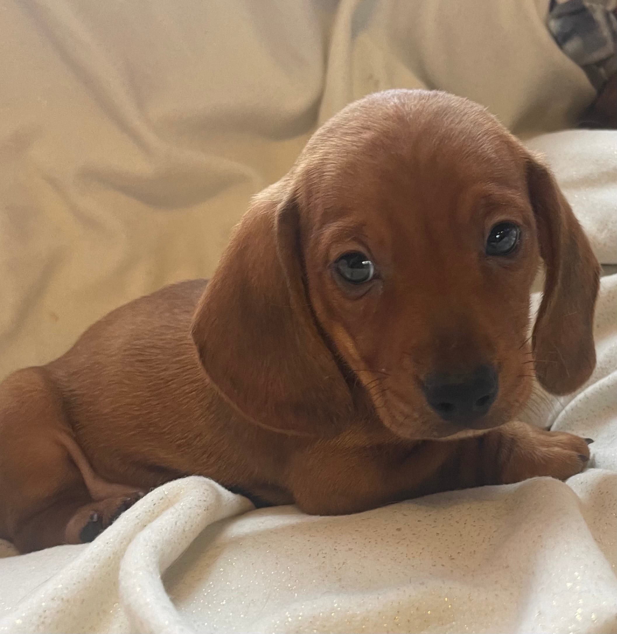 Red male – Miniature Dachshund puppy for sale in Buffalo, MO