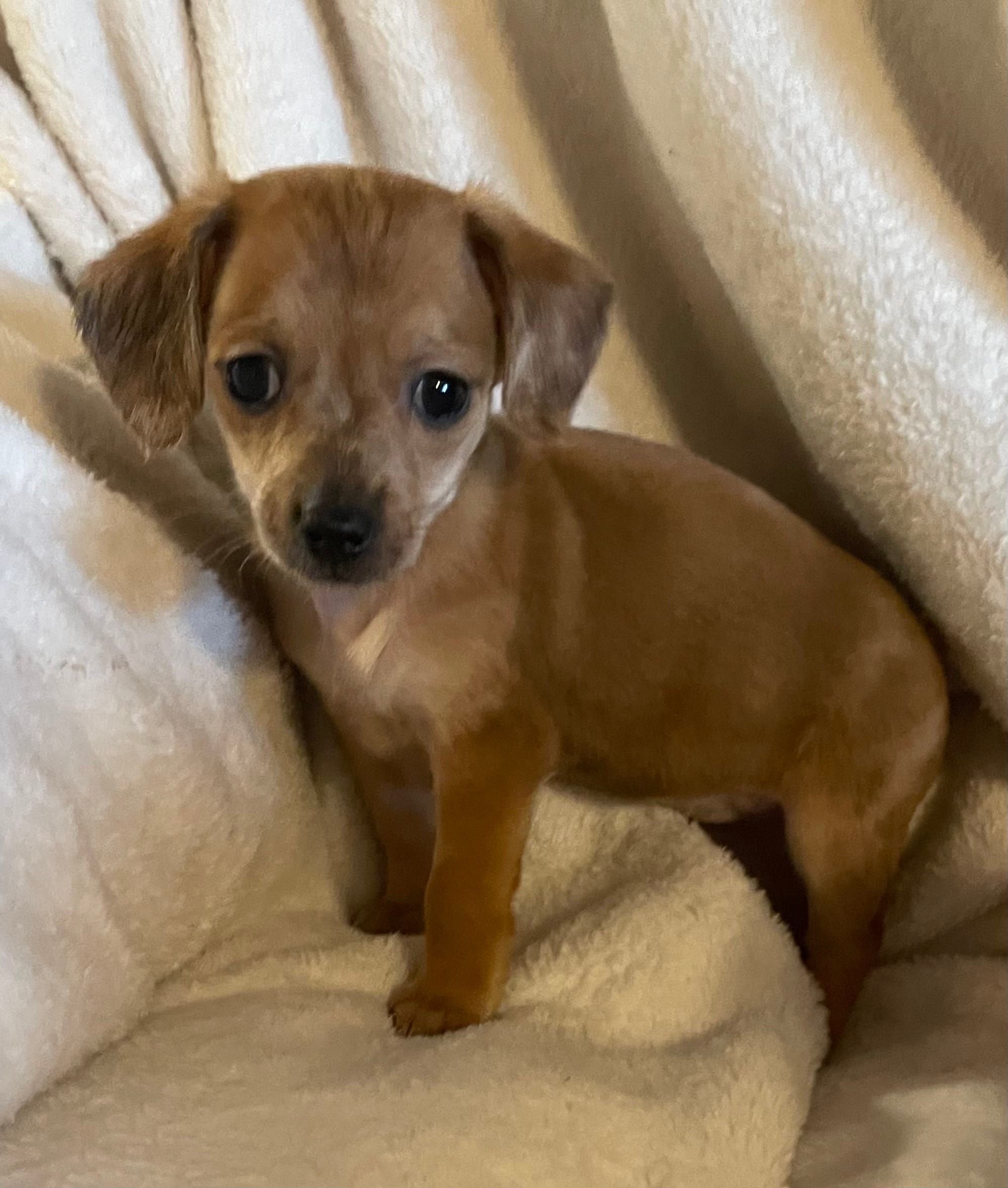 Red dapple girl – Chihuahua, Miniature Dachshund puppy for sale in Buffalo, MO