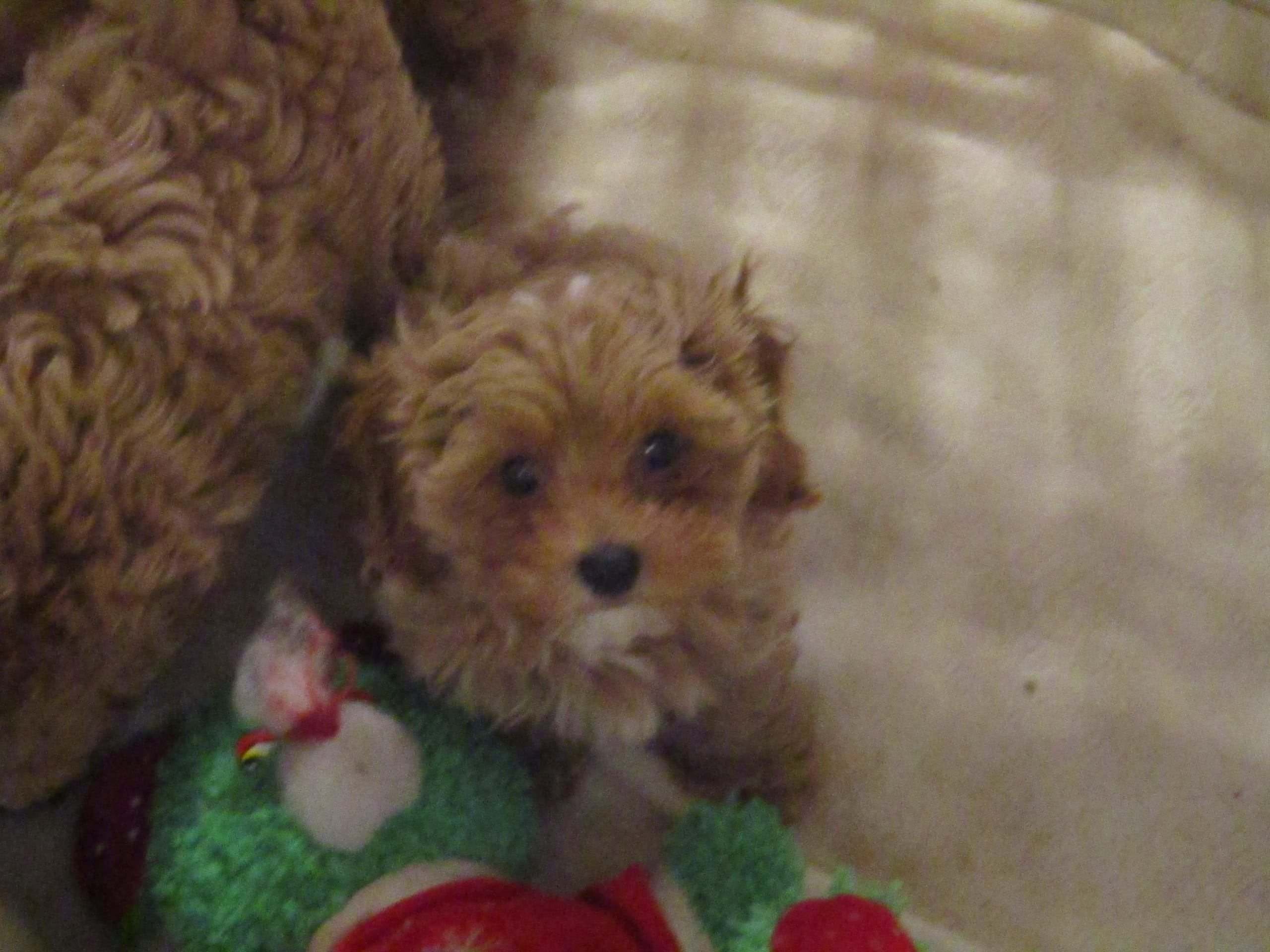 L Mop M – Shihpoo puppy for sale in Henagar, AL