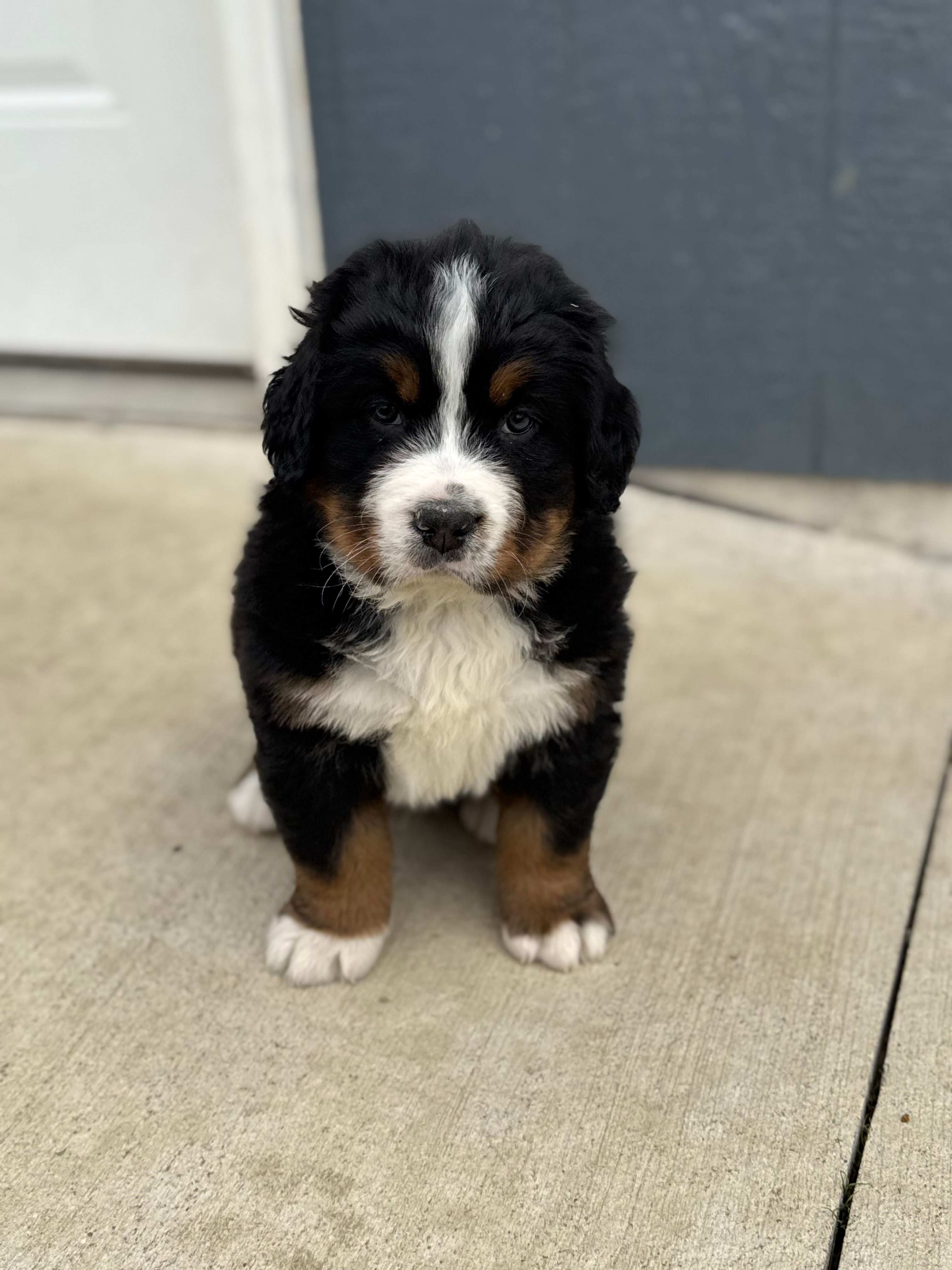 Beau – Bernese Mountain Dog puppy for sale in Liberty Center, IN