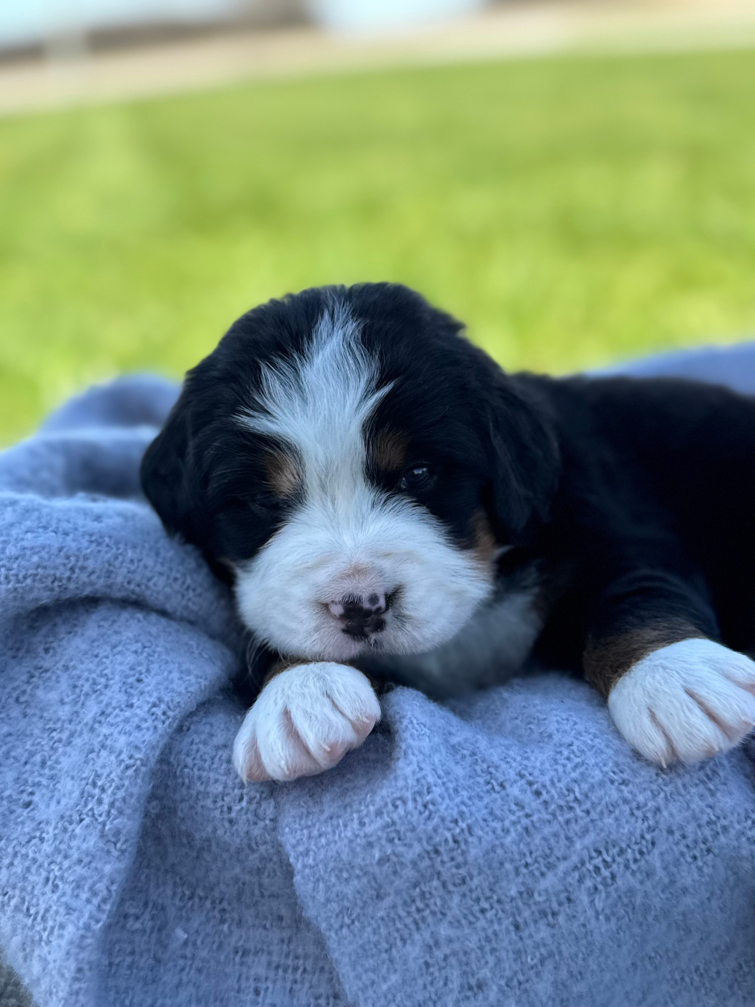 Baylee – Bernese Mountain Dog puppy for sale in Liberty Center, IN