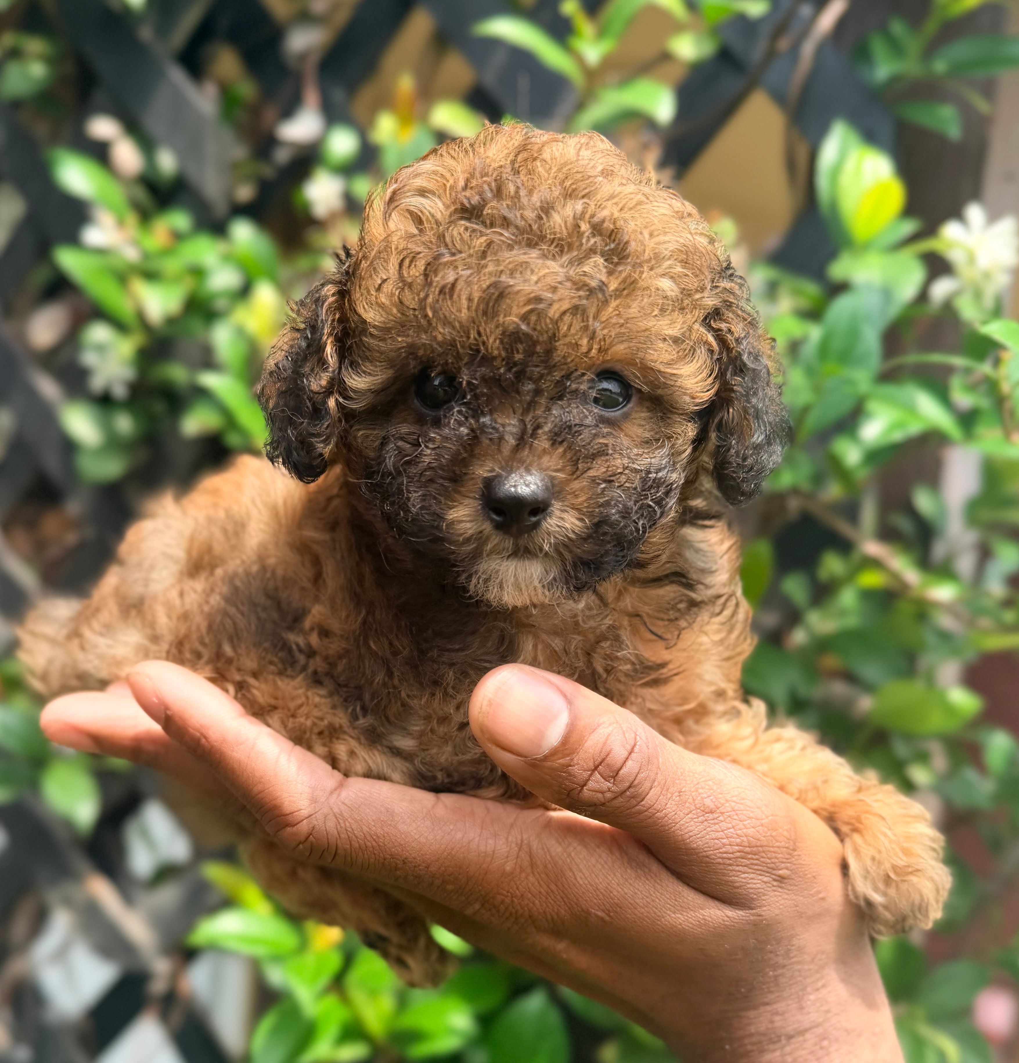Scarlet Wind – Poodle - Toy  puppy for sale in Houston, TX