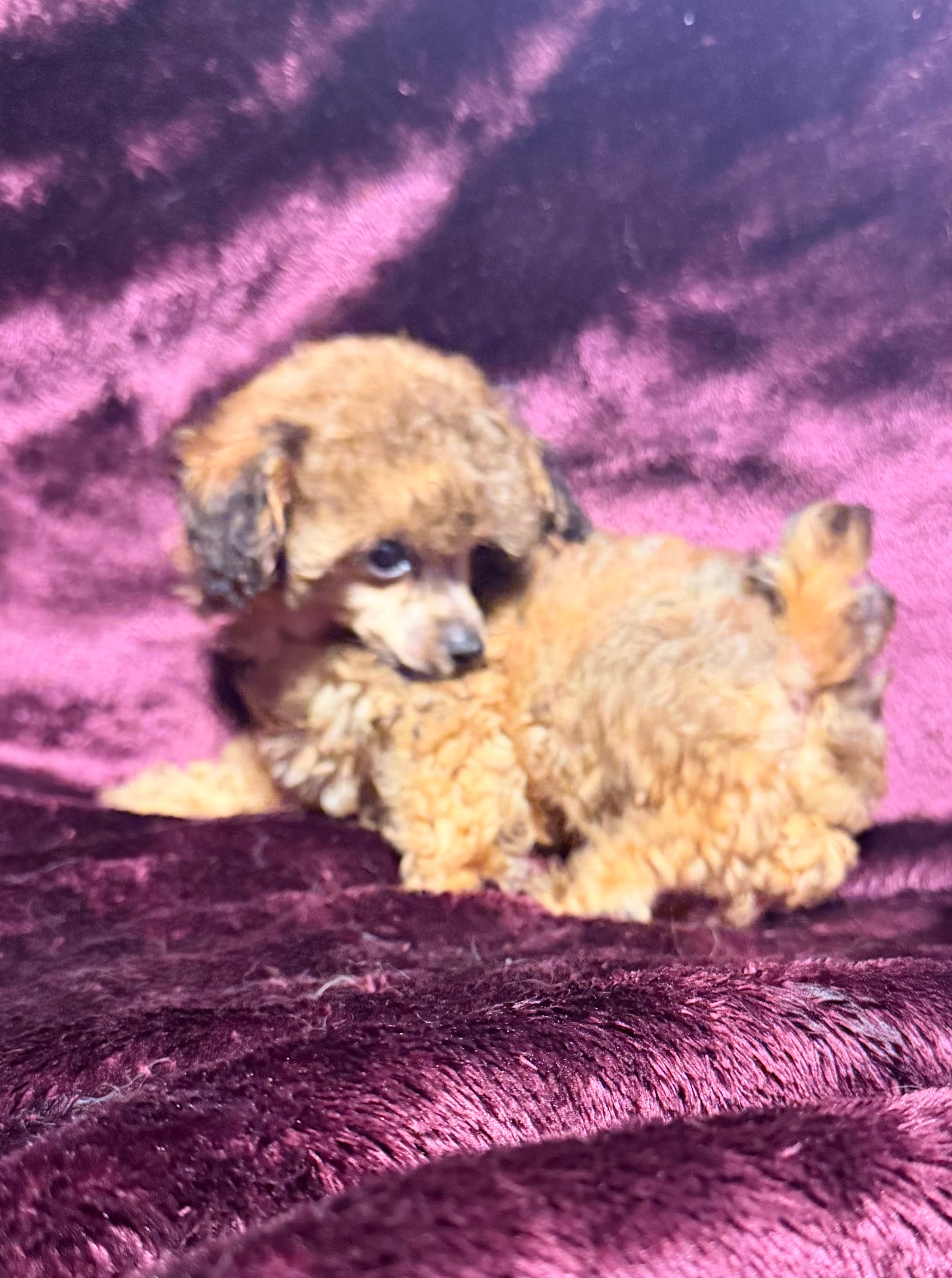 Scarlet Wind – Poodle - Toy  puppy for sale in Houston, TX