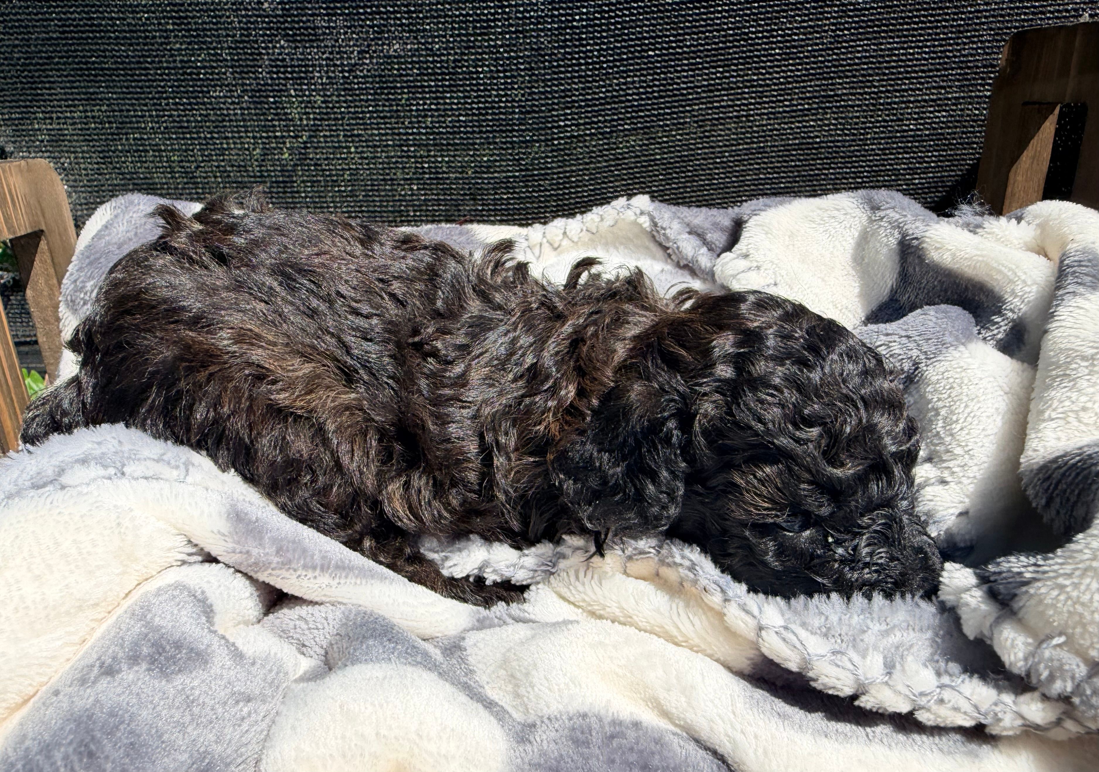 Inferno – Poodle - Toy  puppy for sale in Houston, TX