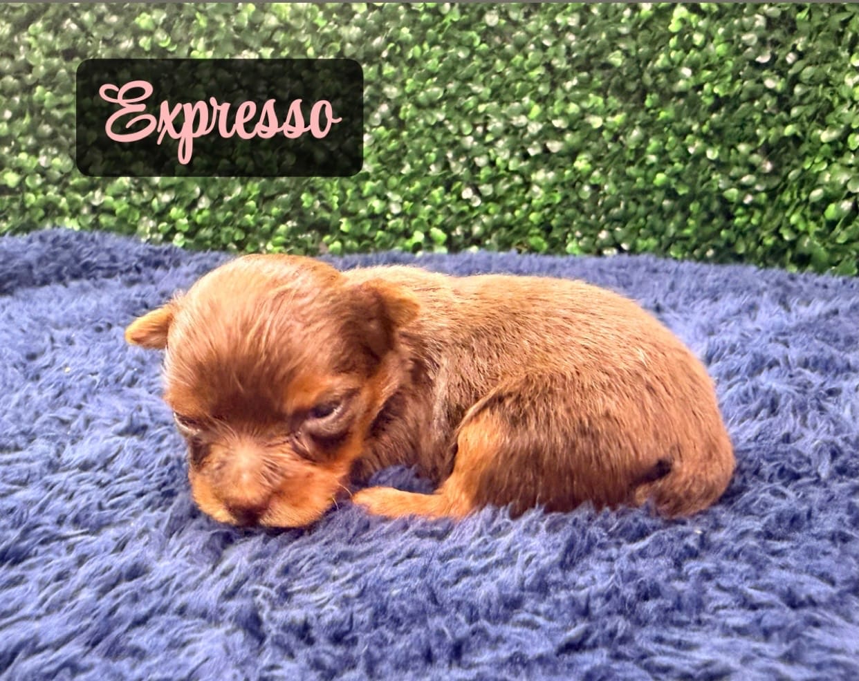 Expresso – Yorkshire Terrier puppy for sale in Houston, TX