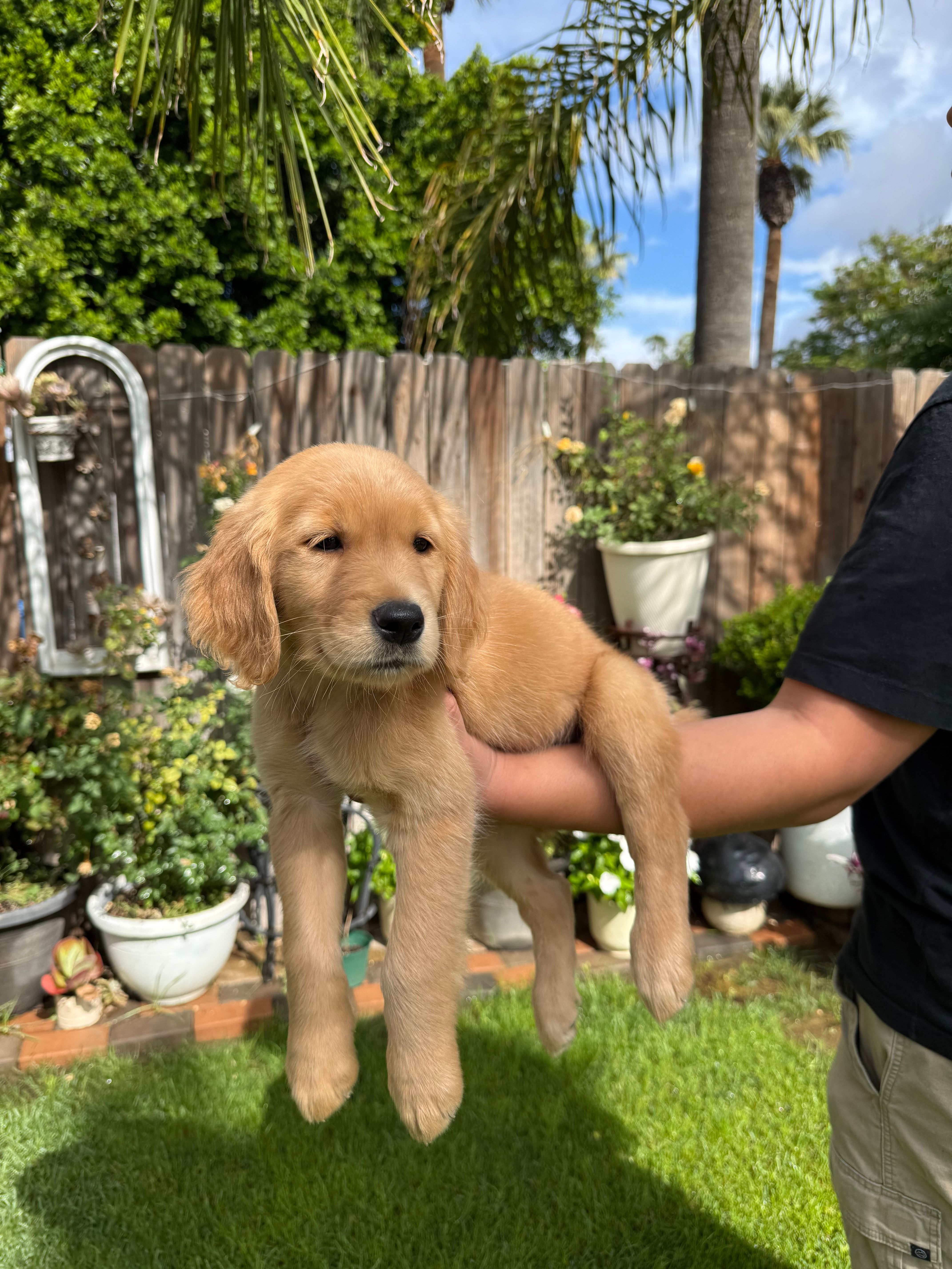 Golden Retriever  – Golden Retriever puppy for sale in Moreno Valley, CA