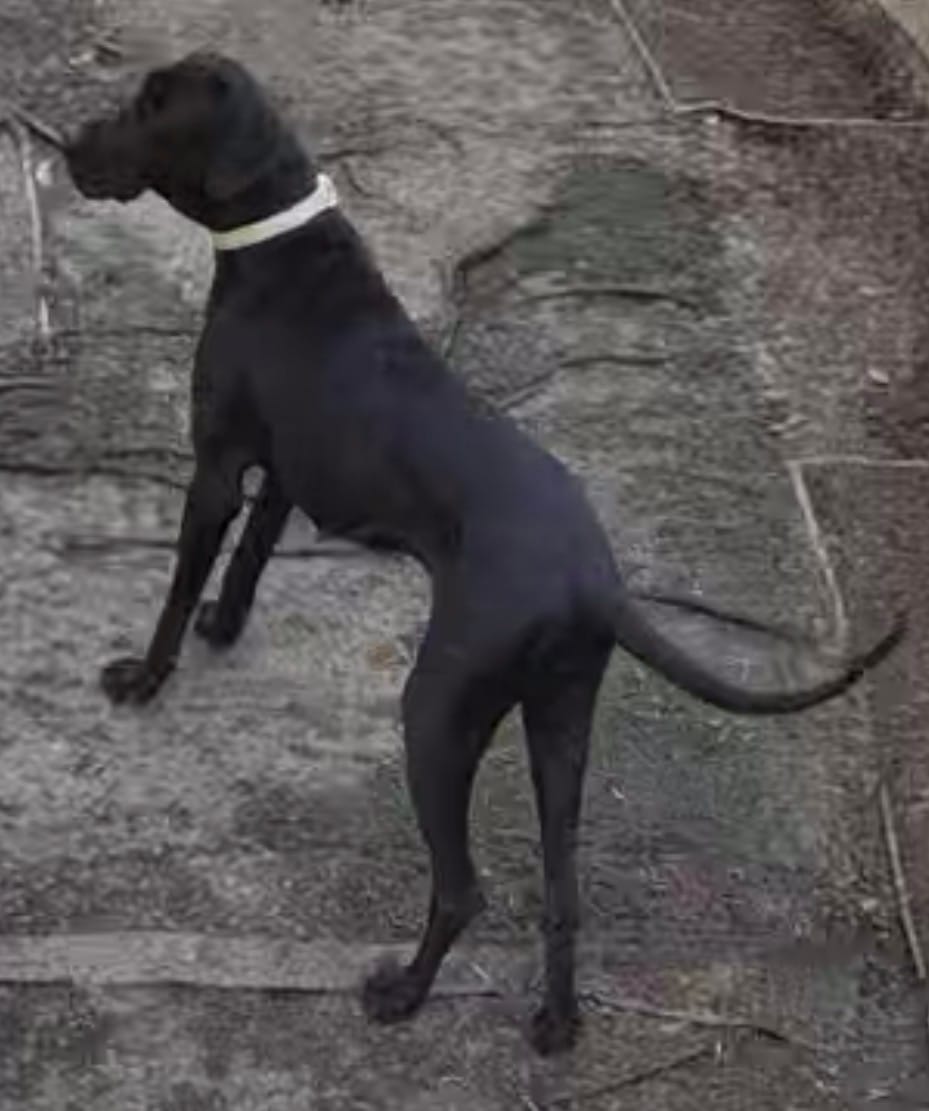 Coffee n Baby – Great Dane puppy for sale in Pocahontas, VA