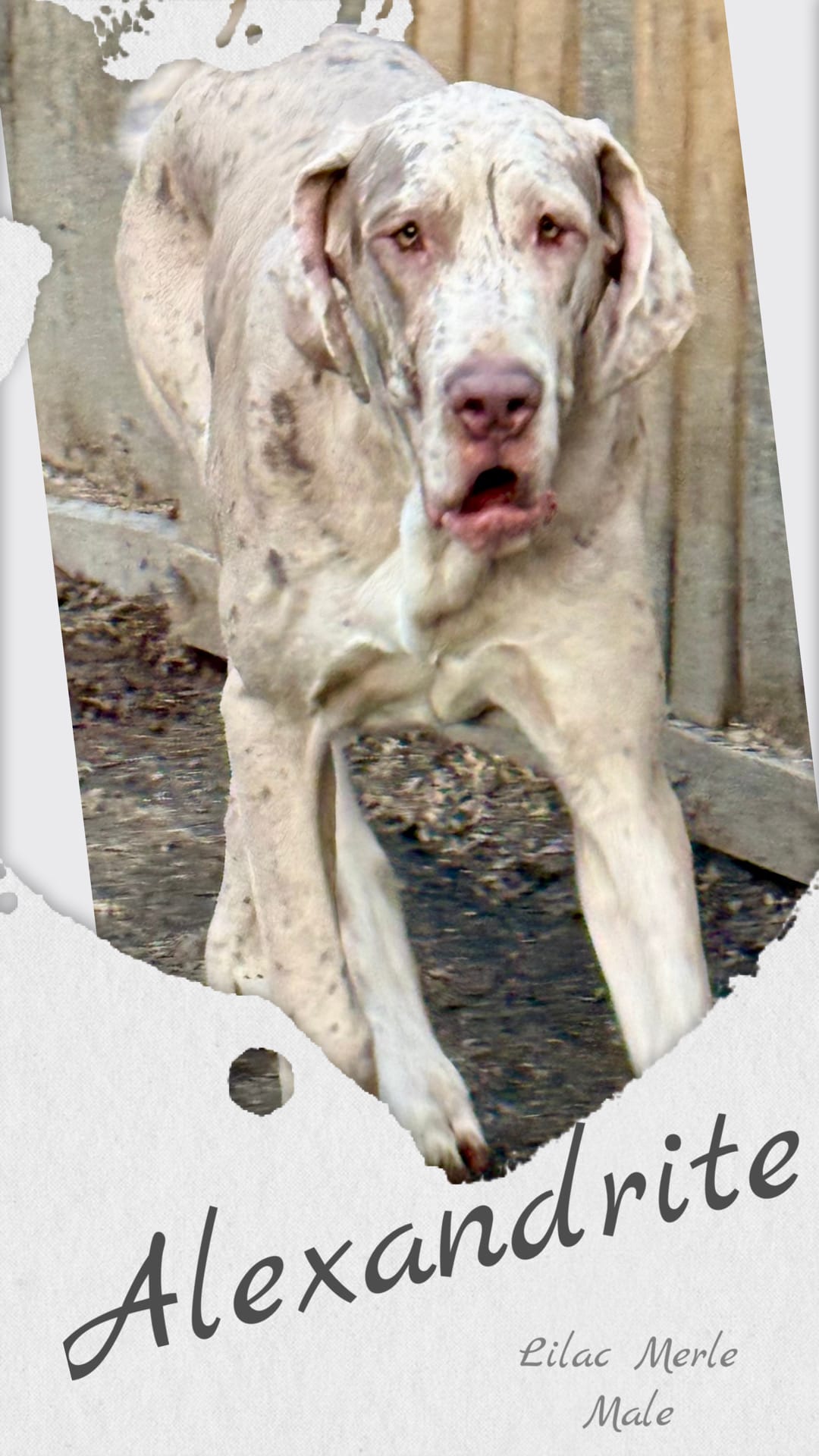 Alexandrite – Great Dane puppy for sale in Pocahontas, VA