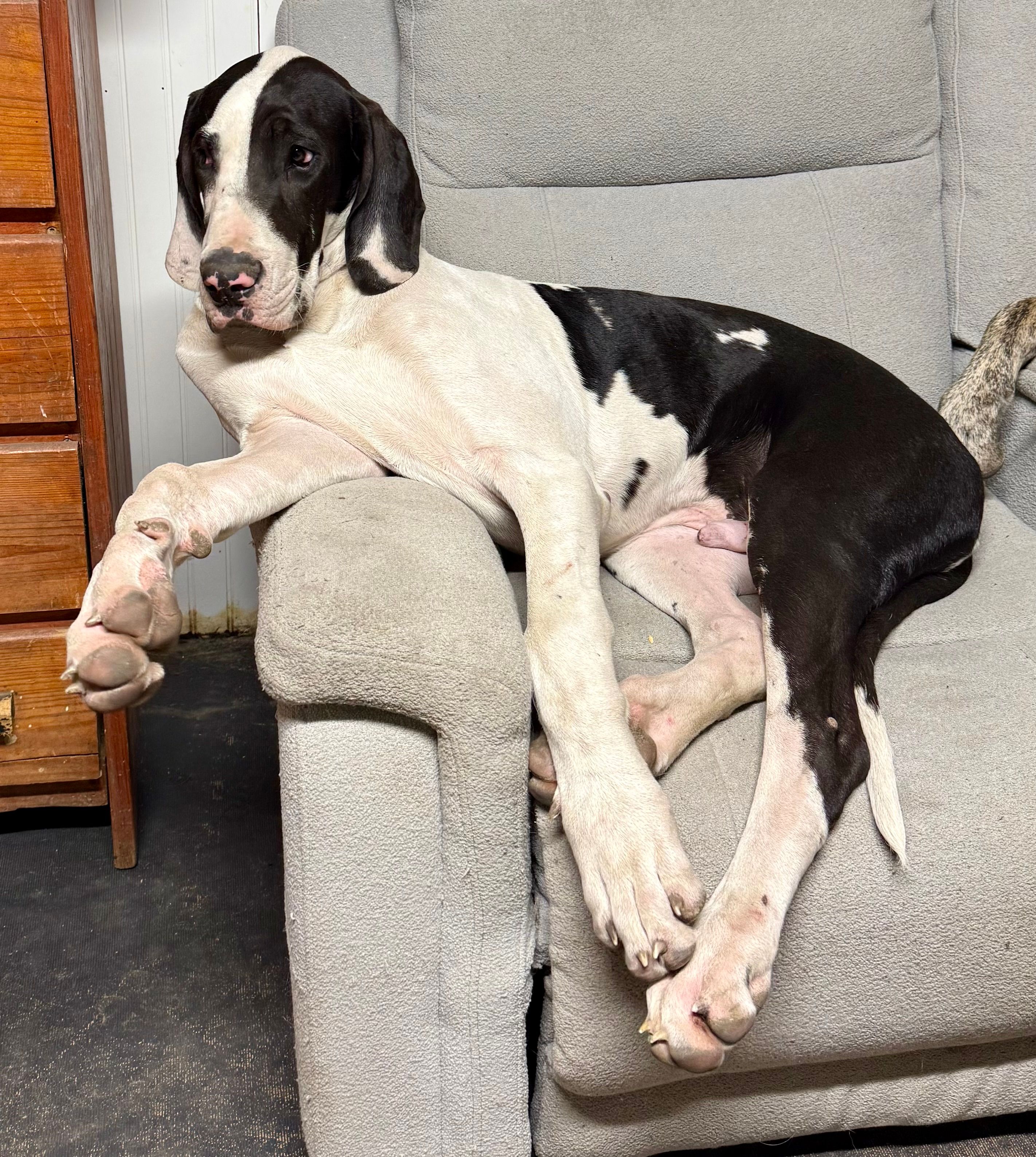Rafiki – Great Dane puppy for sale in Pocahontas, VA