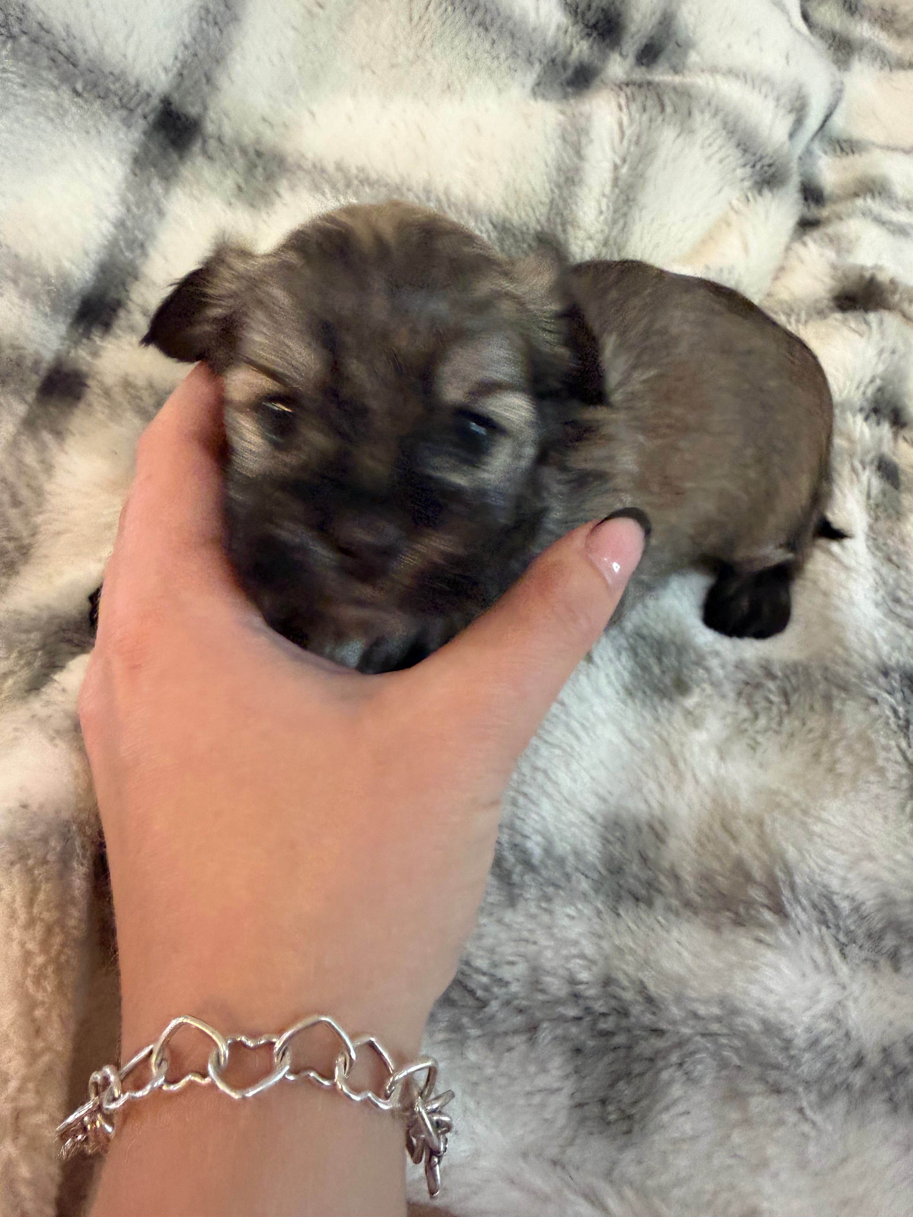 Remi  – Havanese puppy for sale in Athens, TX