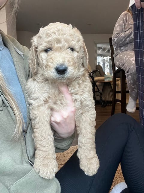 Rocky – Goldendoodle puppy for sale in Wake Forest, NC