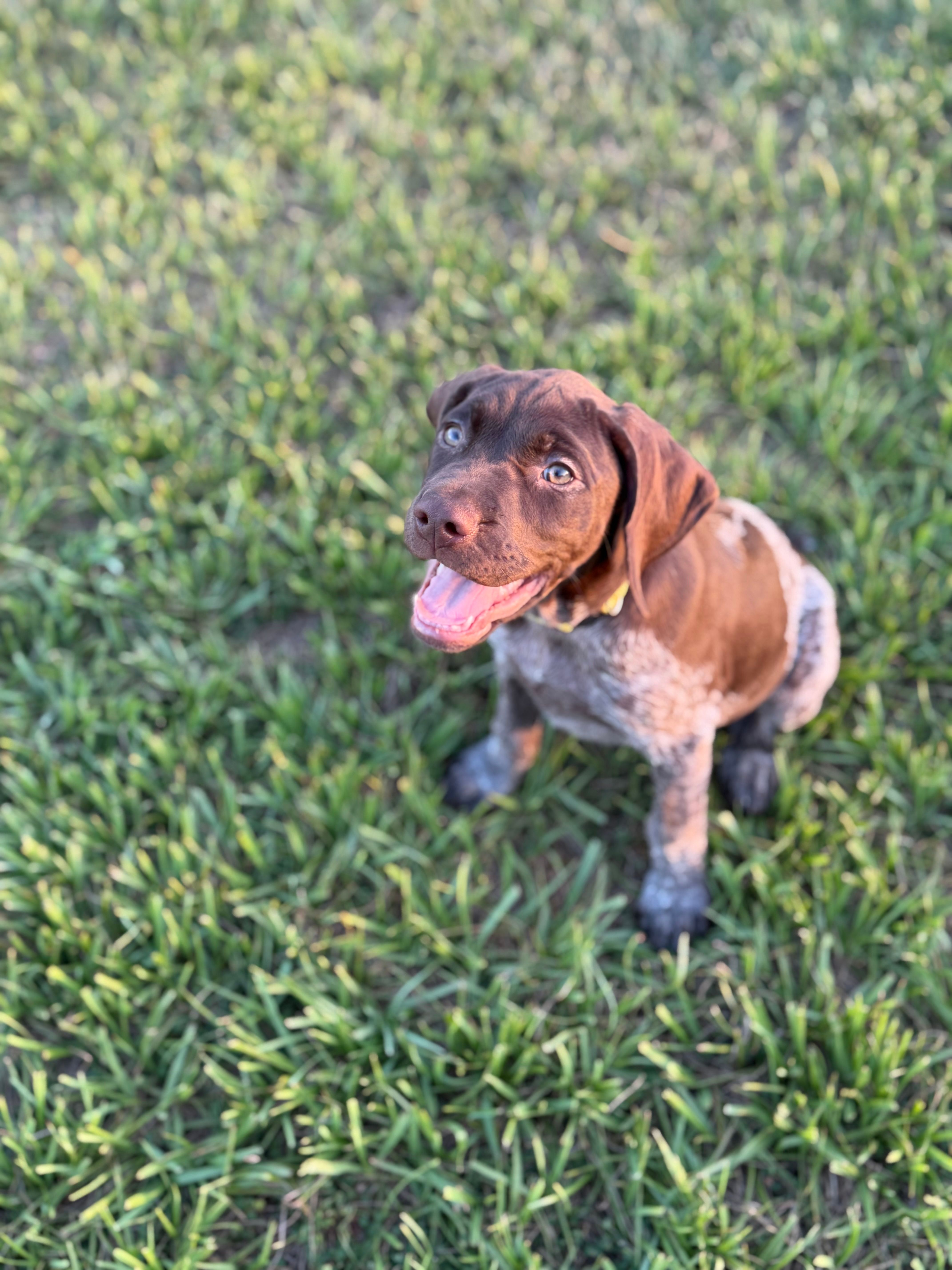 Yellow Girl – German Shorthaired Pointer puppy for sale in Fort Meade, FL