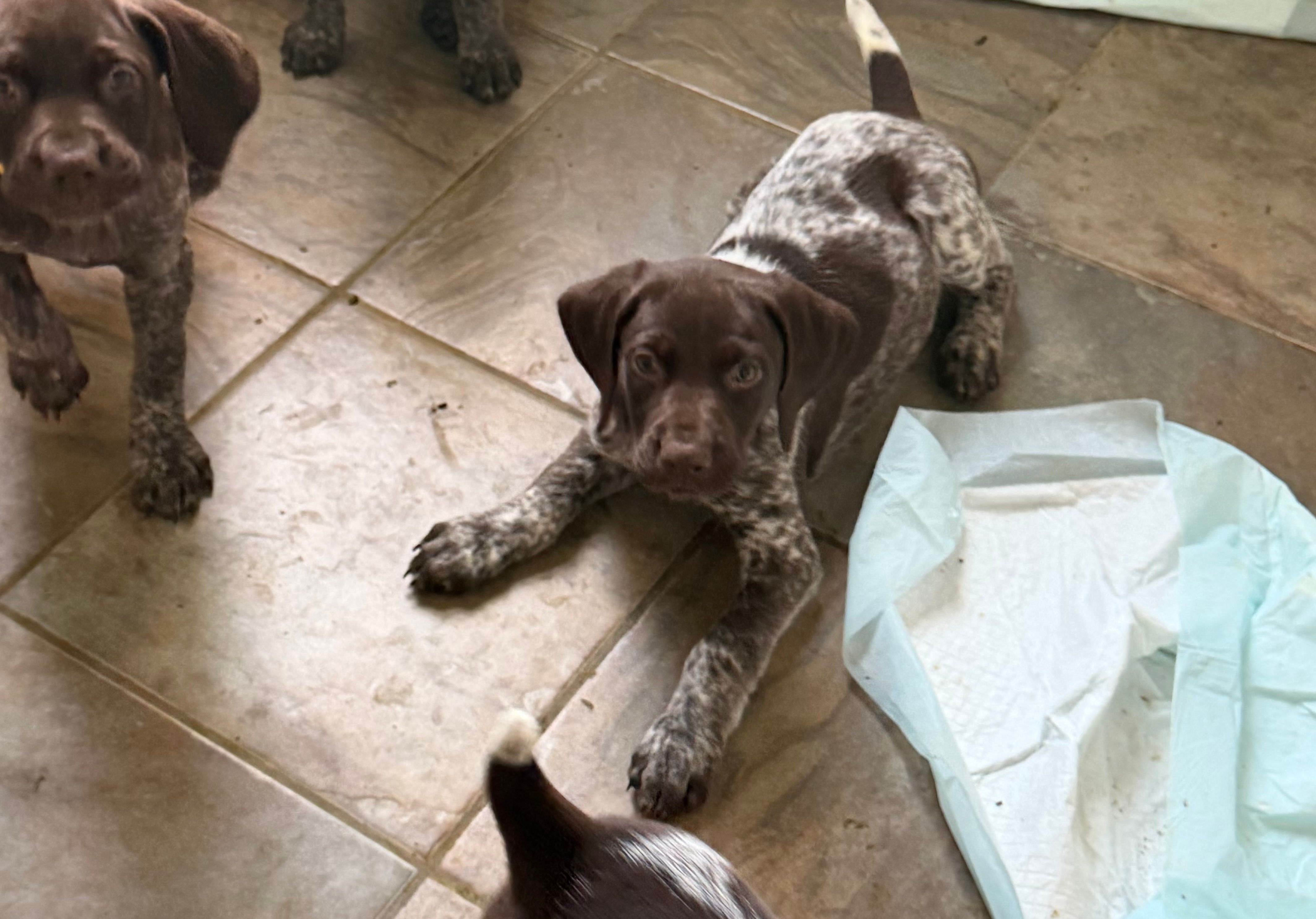 Blue Boy – German Shorthaired Pointer puppy for sale in Fort Meade, FL