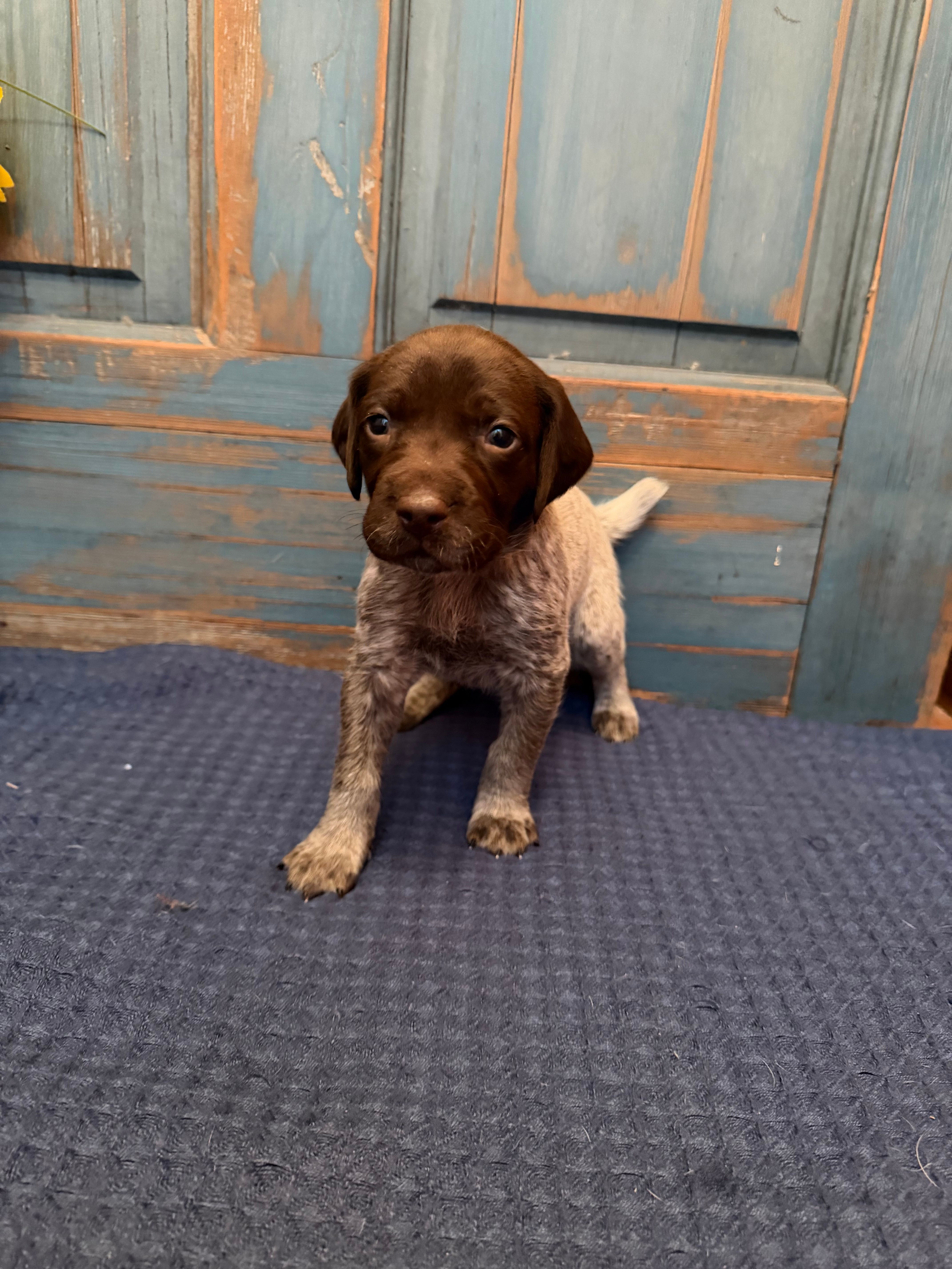 Light Purple – German Shorthaired Pointer puppy for sale in Fort Meade, FL