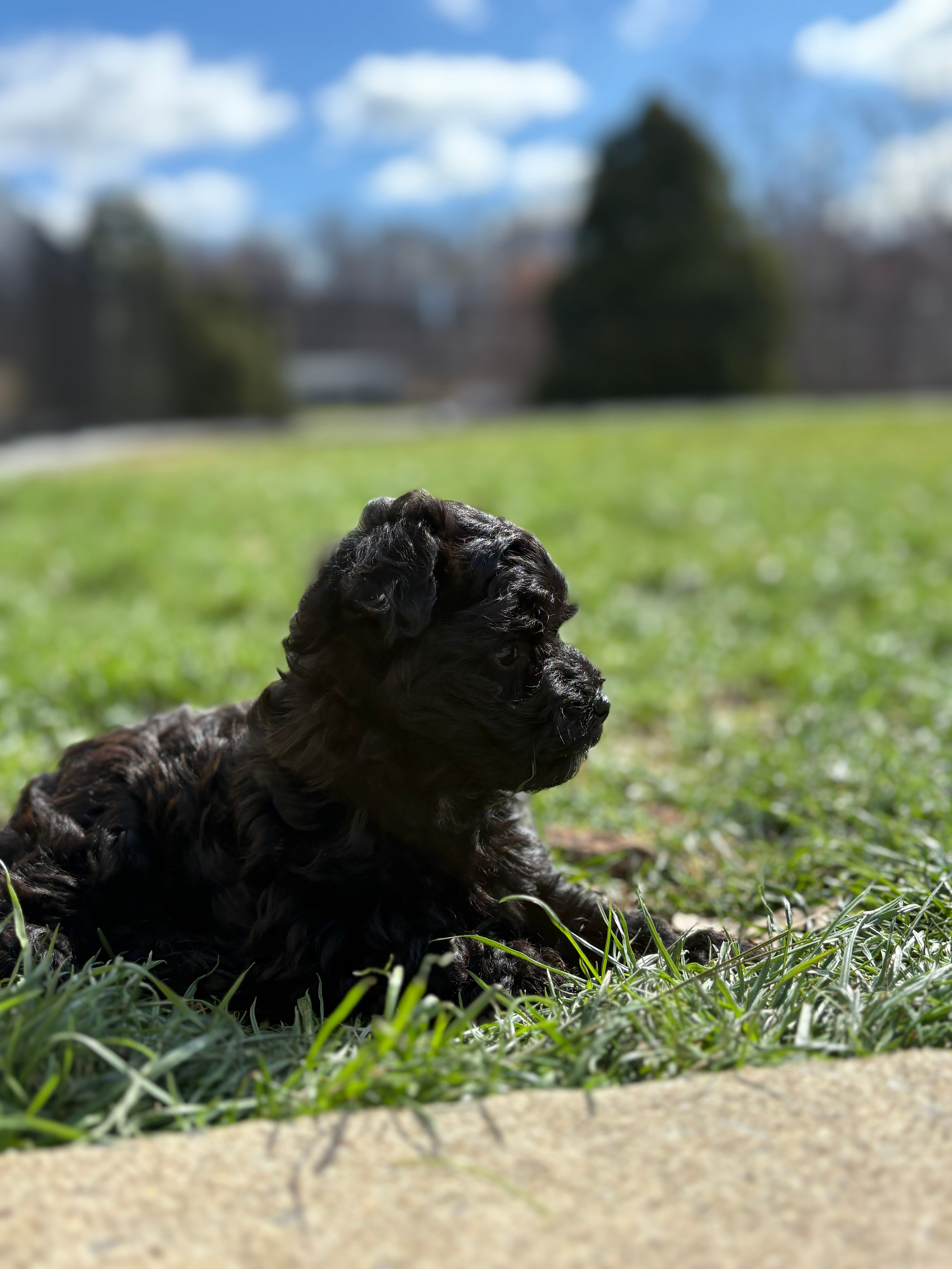 Lily – Havanese, Poodle - Miniature  puppy for sale in Paradise Township, PA