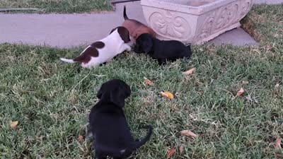 Girl 1 - Black w/White markings -short hair, a female Miniature Dachshund for sale in Truth or Consequences, NM – 4 of 8