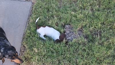 Domina, a female Miniature Dachshund for sale in Truth or Consequences, NM – 2 of 7
