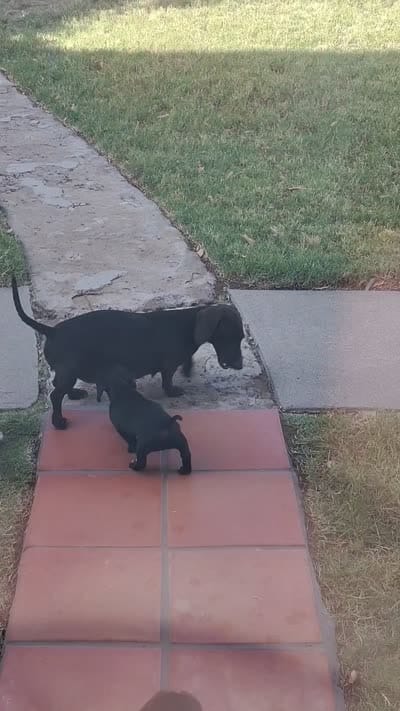 Domina, a female Miniature Dachshund for sale in Truth or Consequences, NM – 4 of 7