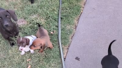 Girl 2 - Shaded/Sable Red -short hair, a female Miniature Dachshund for sale in Truth or Consequences, NM – 2 of 9
