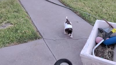 Girl 4 - Chocolate Piebald -short hair, a female Miniature Dachshund for sale in Truth or Consequences, NM – 2 of 9