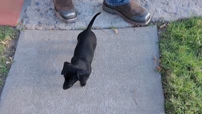 Salem, a female Miniature Dachshund for sale in Truth or Consequences, NM – 2 of 9