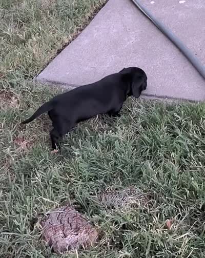 Girl 3 - Solid Black/Seal -short hair, a female Miniature Dachshund for sale in Truth or Consequences, NM – 2 of 9