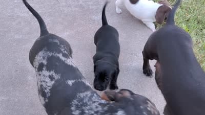 Girl 1 - Black w/White markings -short hair, a female Miniature Dachshund for sale in Truth or Consequences, NM – 2 of 8