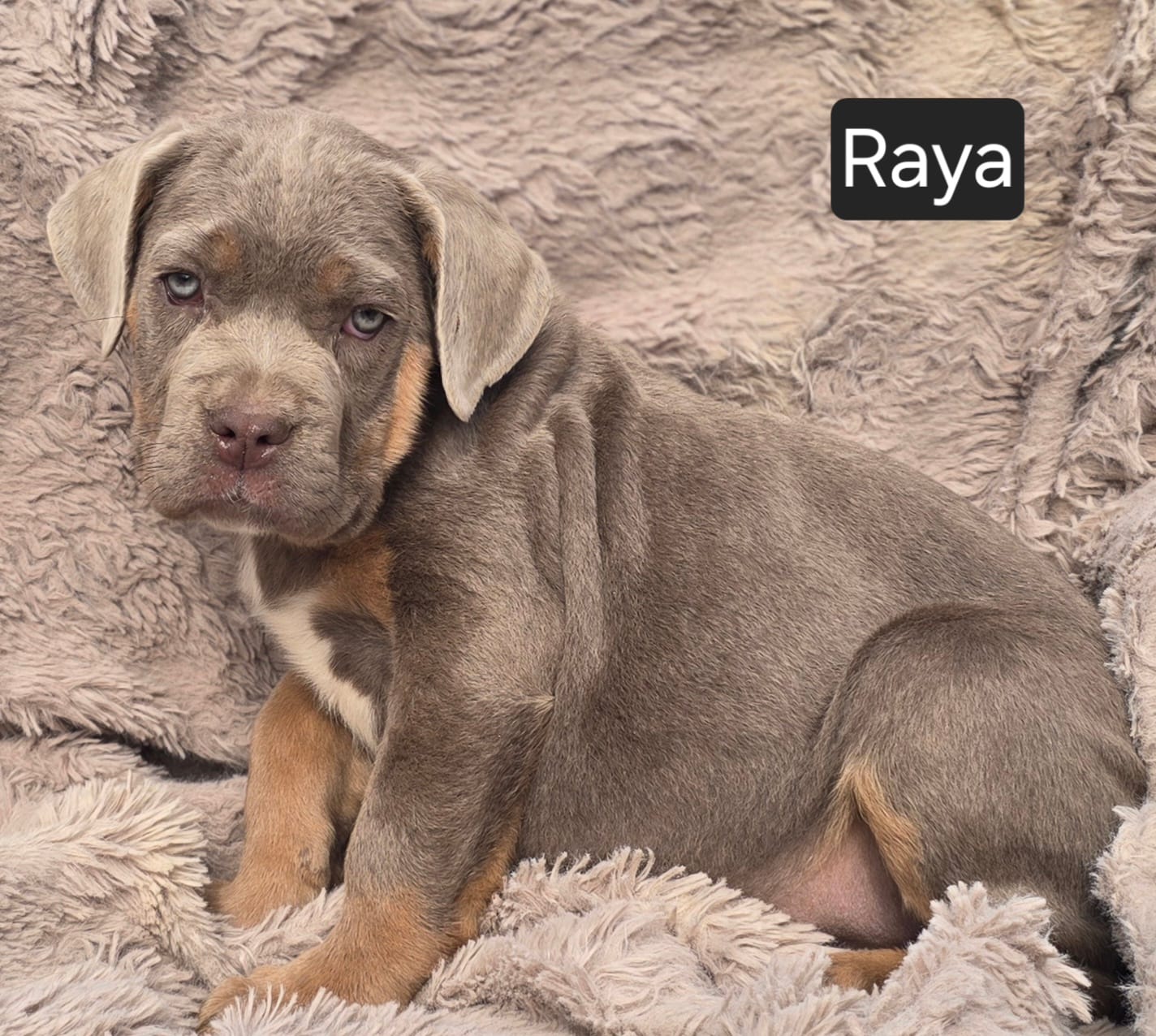 Raya – Cane Corso puppy for sale in Mineral Wells, WV