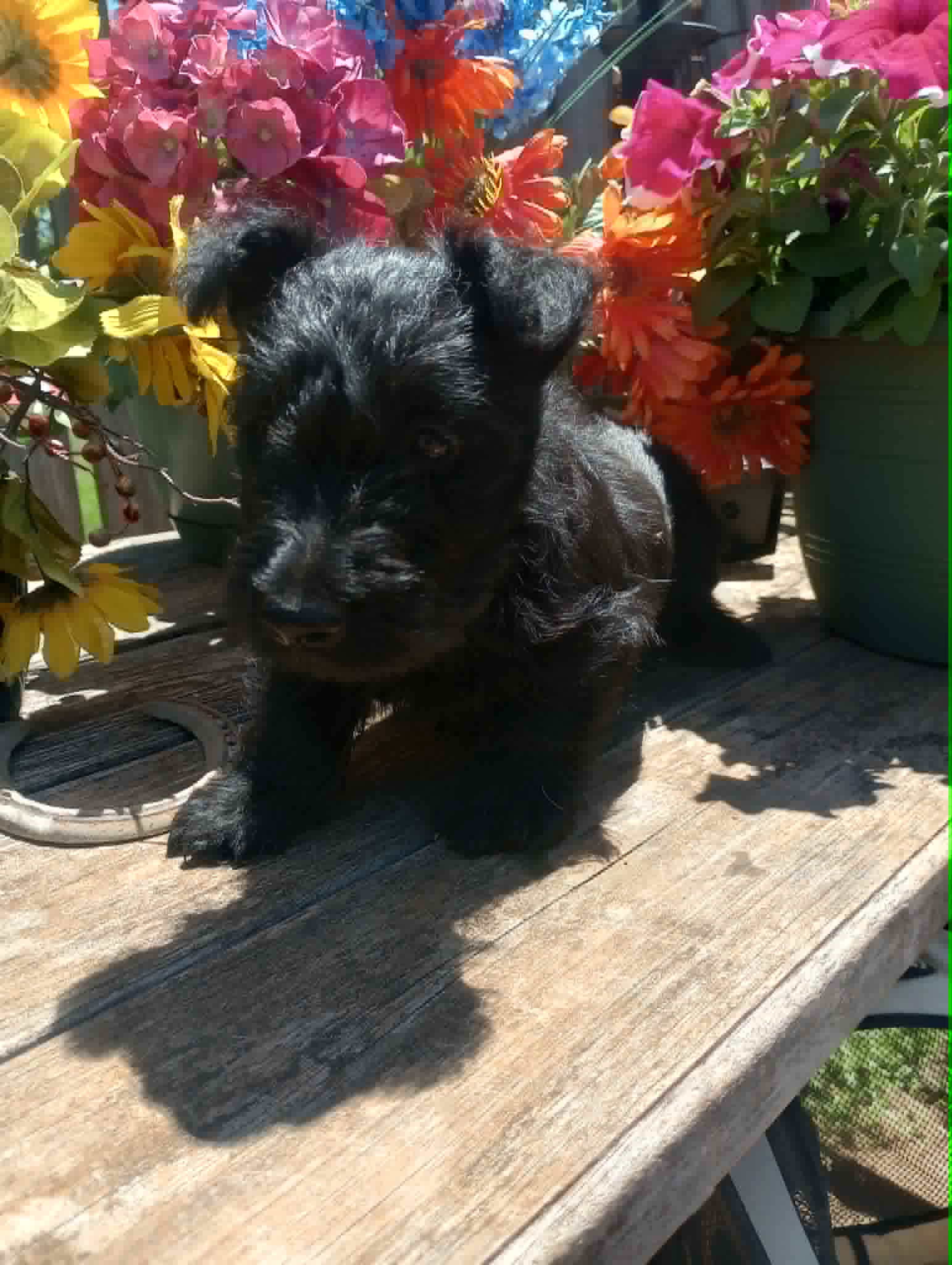 Sassy – Scottish Terrier puppy for sale in Wytheville, VA