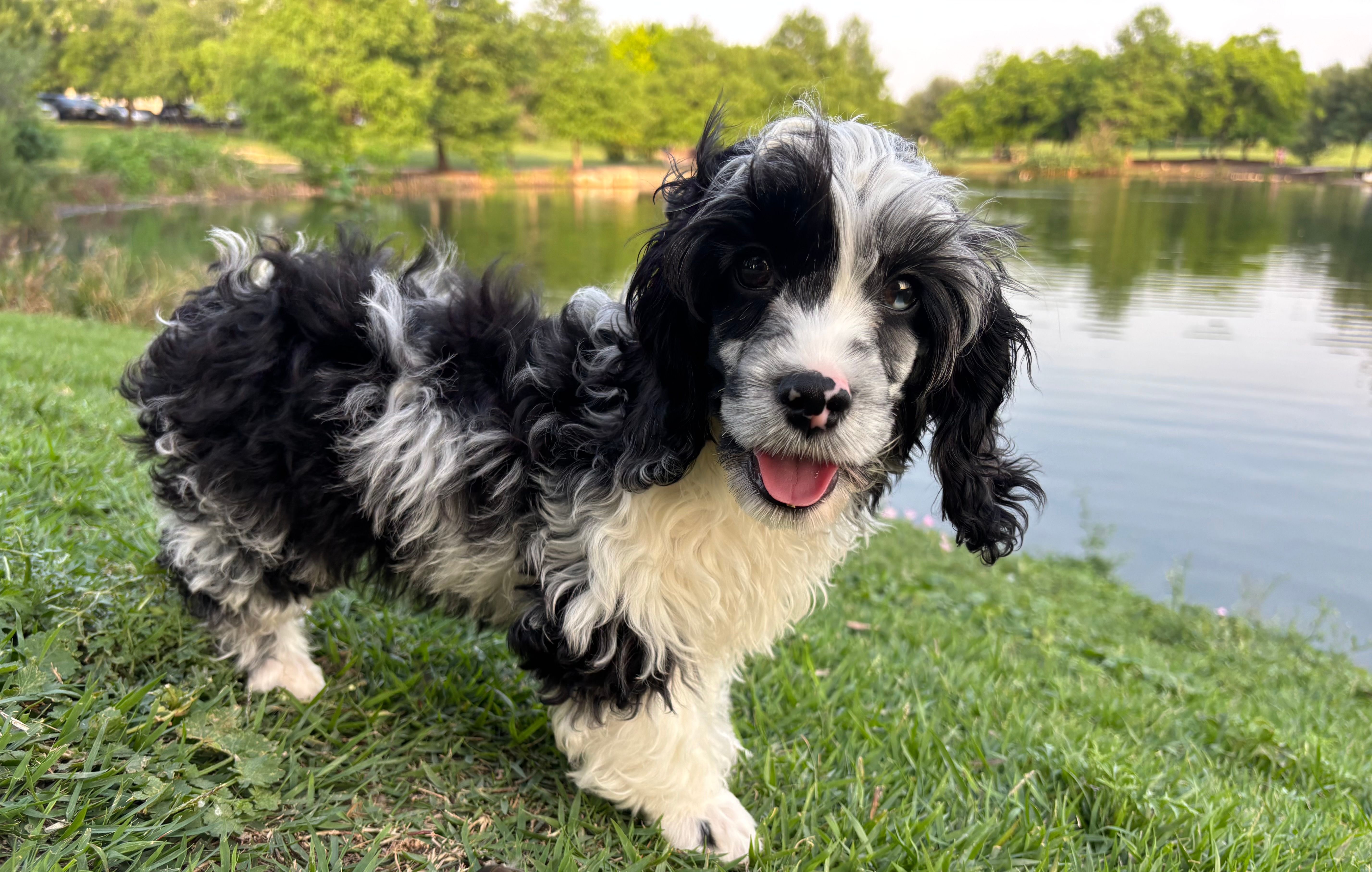Bridge  – Cavapoo puppy for sale in Austin, TX