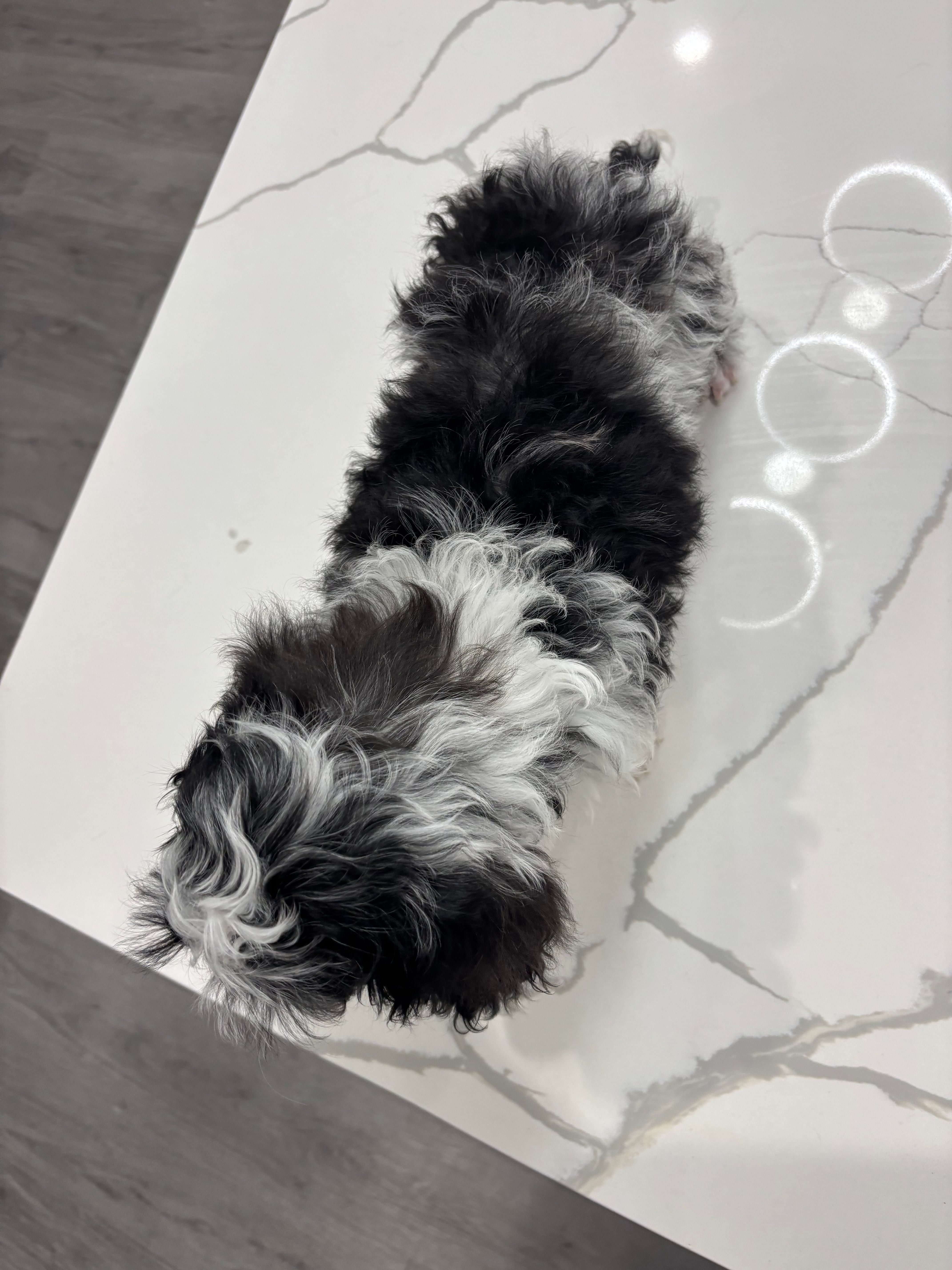 Merle , a male Cavapoo for sale in Houston, TX – Photo 10 of 10