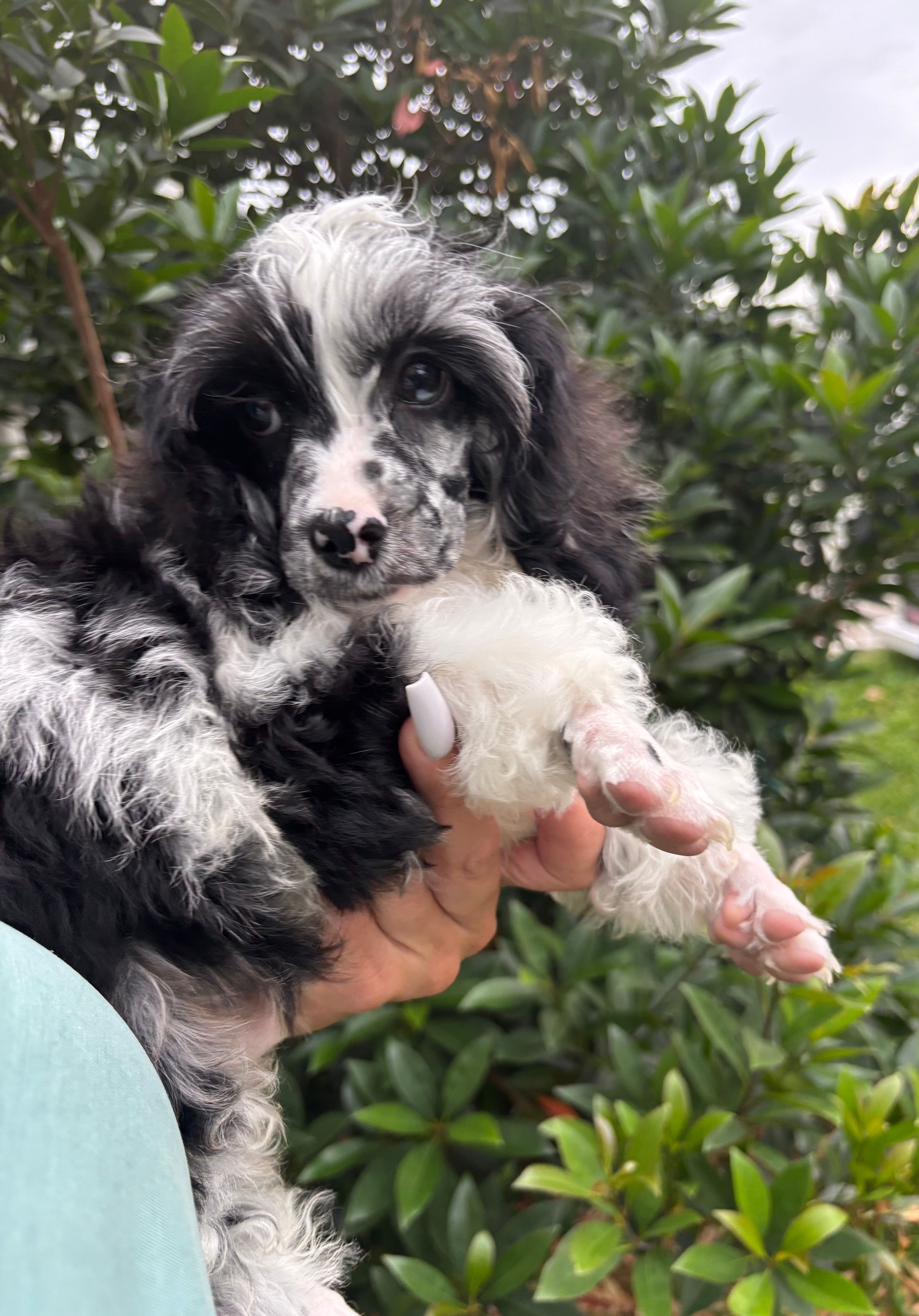 Merle , a male Cavapoo for sale in Houston, TX – Photo 9 of 10